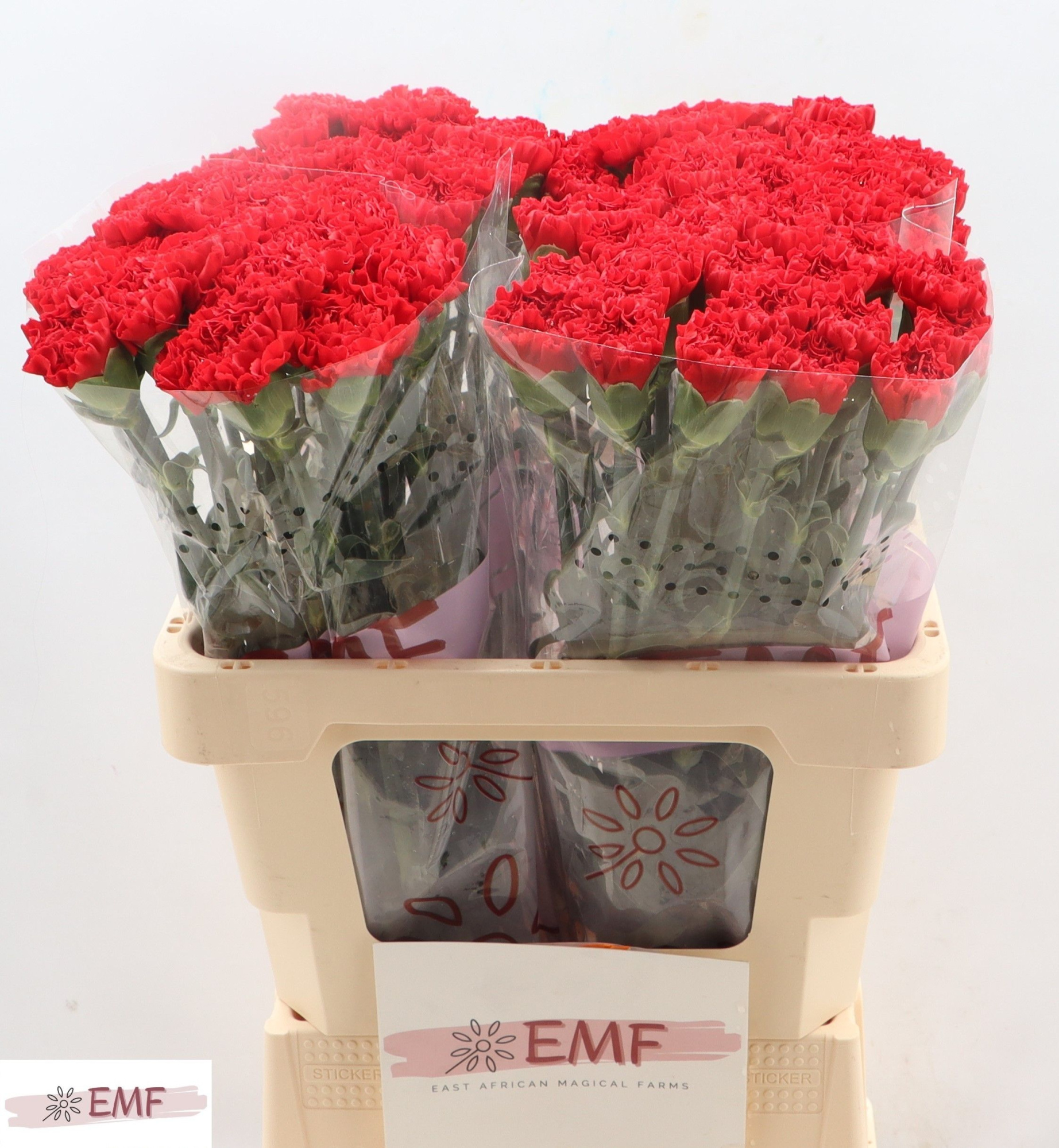 Диантус од. Кортес, шт.