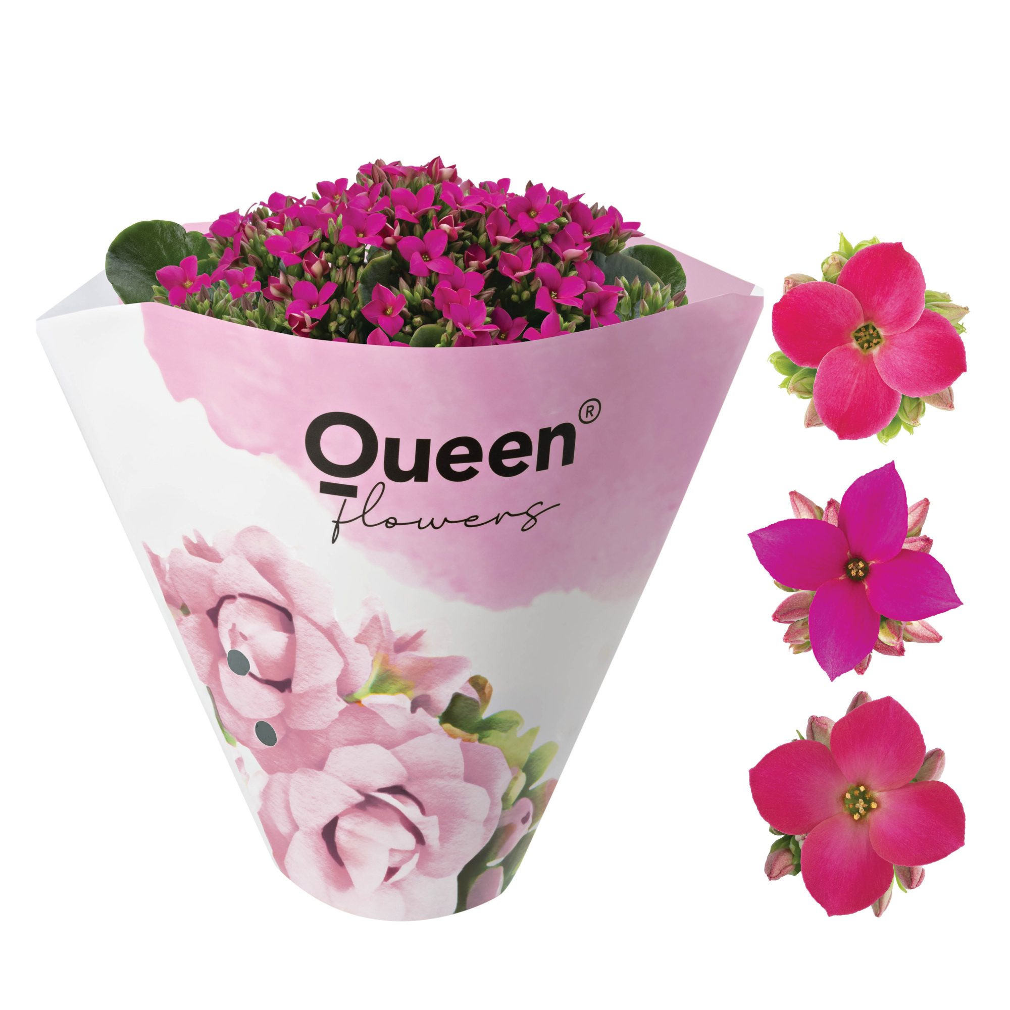 KALANCHOE ARTS-HYBRID 'PINK ORIGINAL', D 11 cm