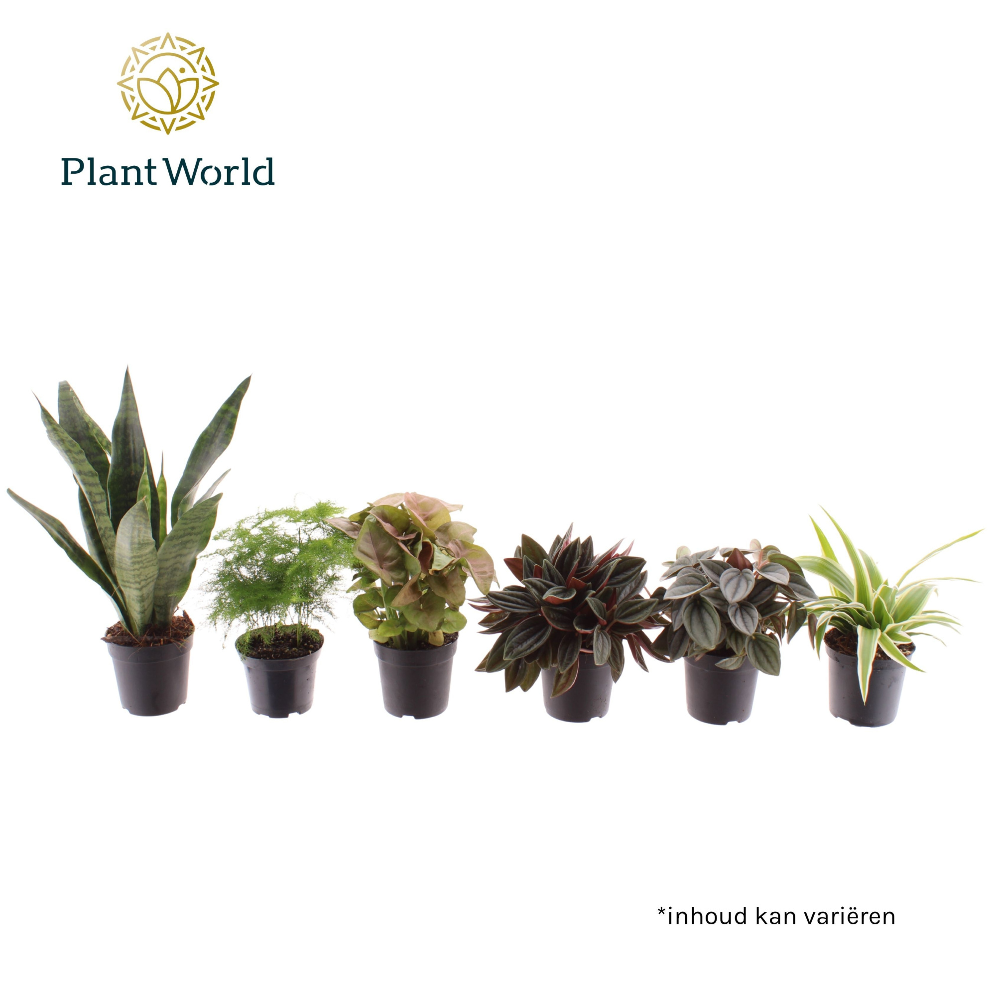 Miniplanten gemengd op de laag (24 verschillende soorten), D 7