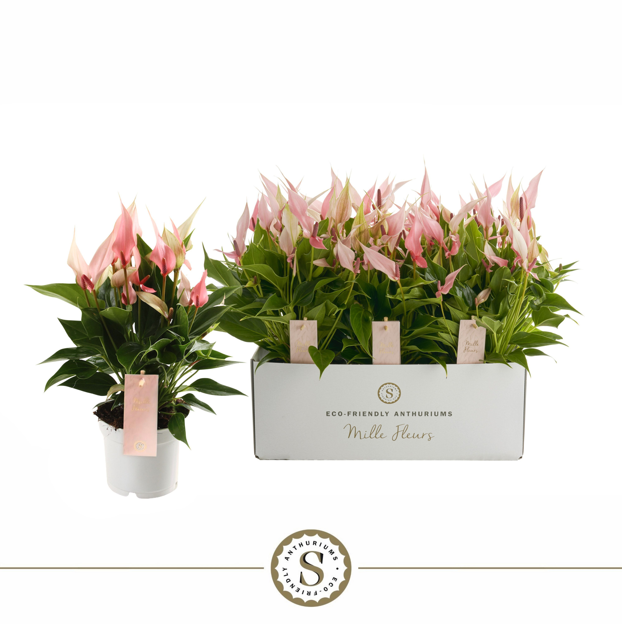 Mille Fleurs Lilli 12cm, D 12 cm