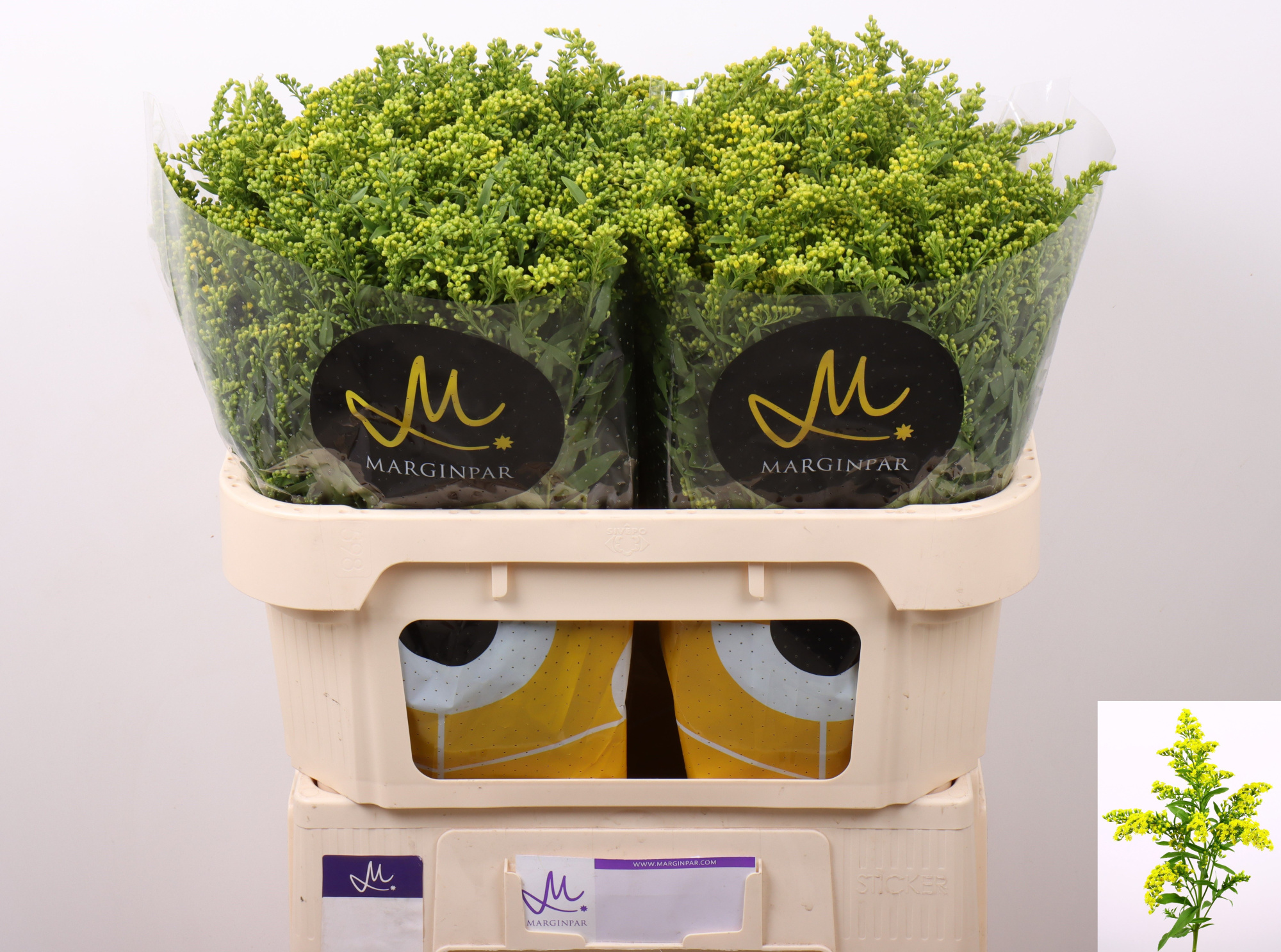 Солидаго Карзан Глори 70 (желт.), шт.