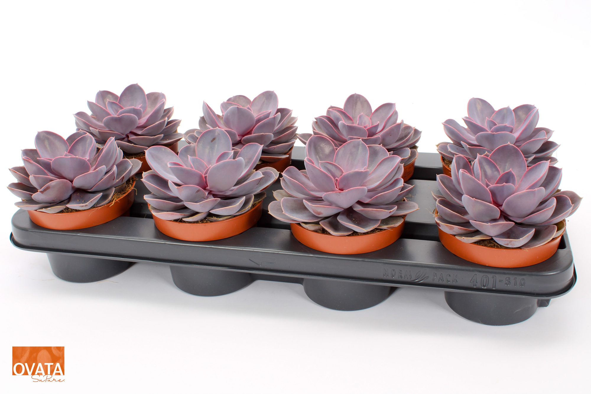 Echeveria purple pearl 12 pearls, D 12 cm