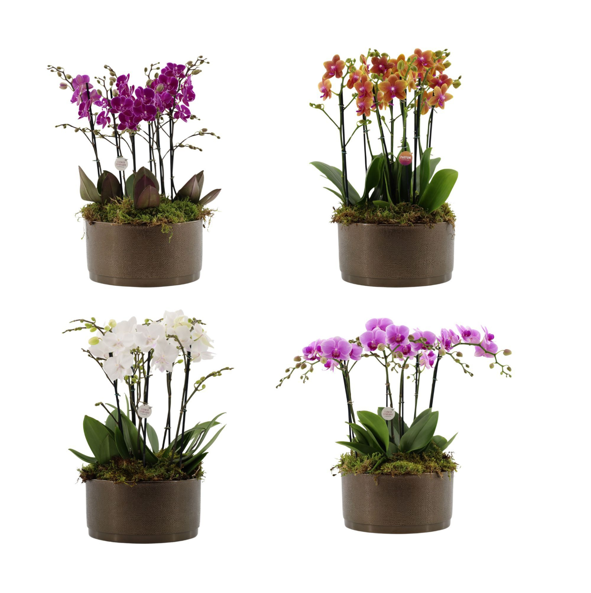 Flower Symphony | 3 x 2 tak FS gemengd in Sarah Bowl, D 27 cm