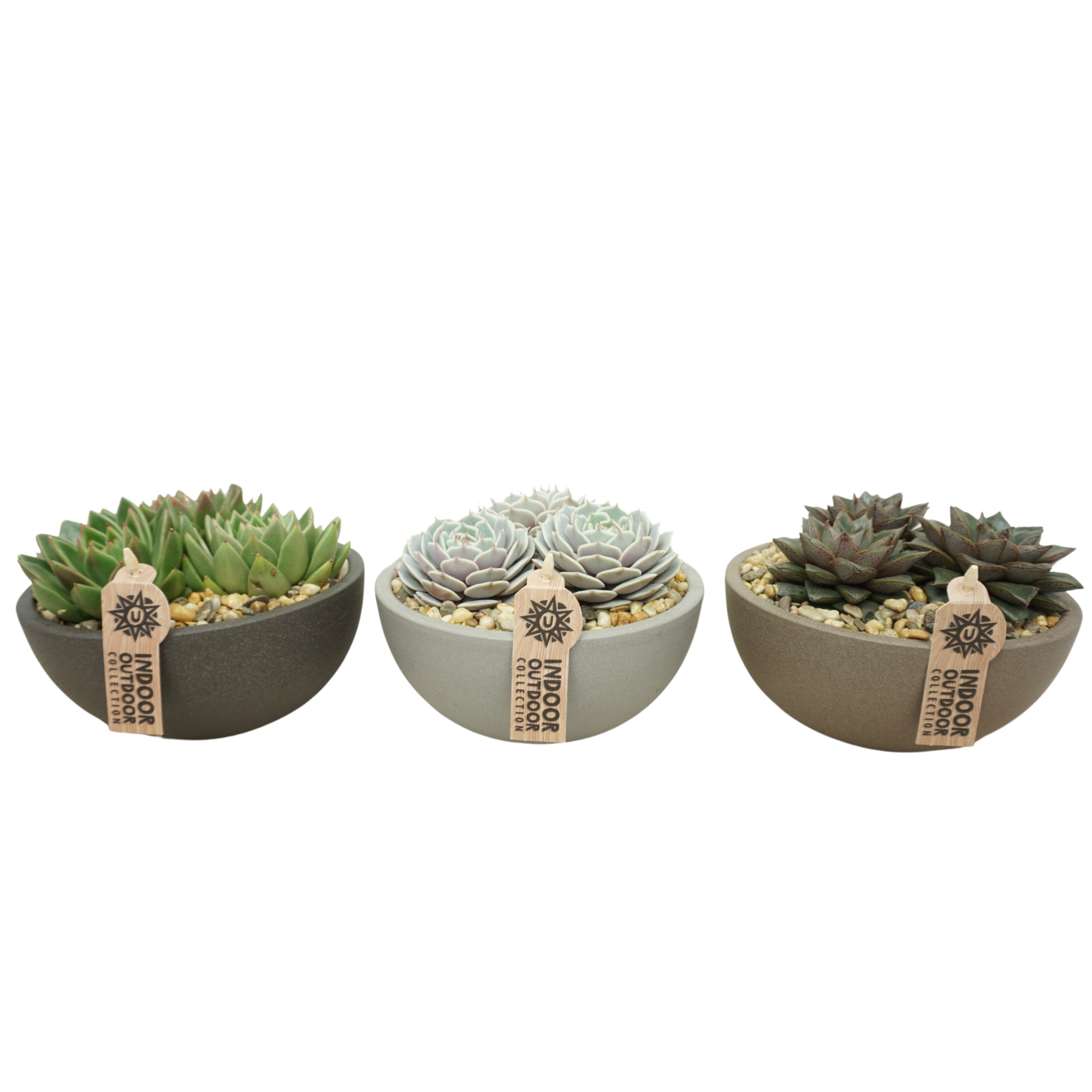 Moonschaal 18 cm Echeveria beplant (3 assorti), D 18