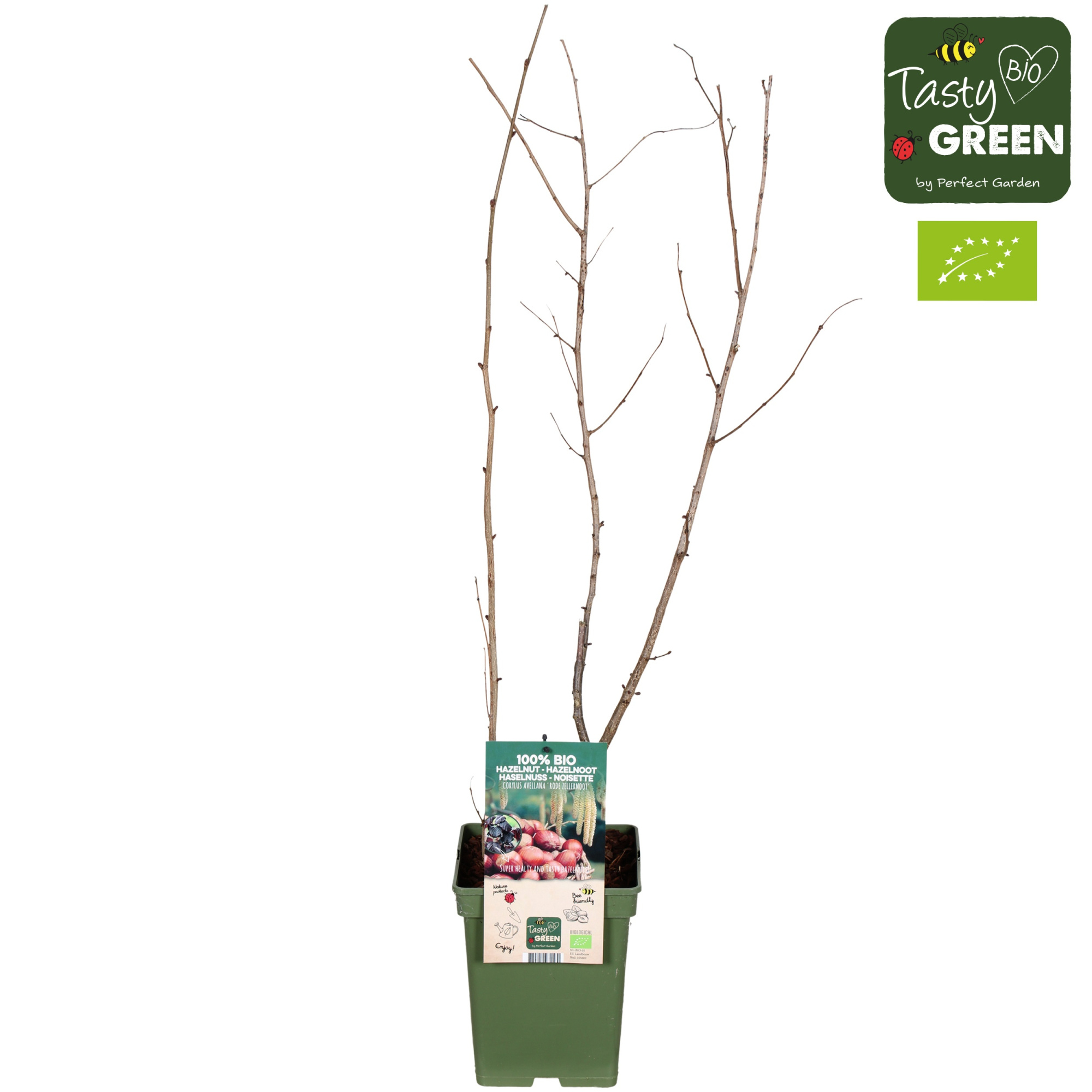 Corylus avellana 'Rode Zellernoot' Bio P23, D 23