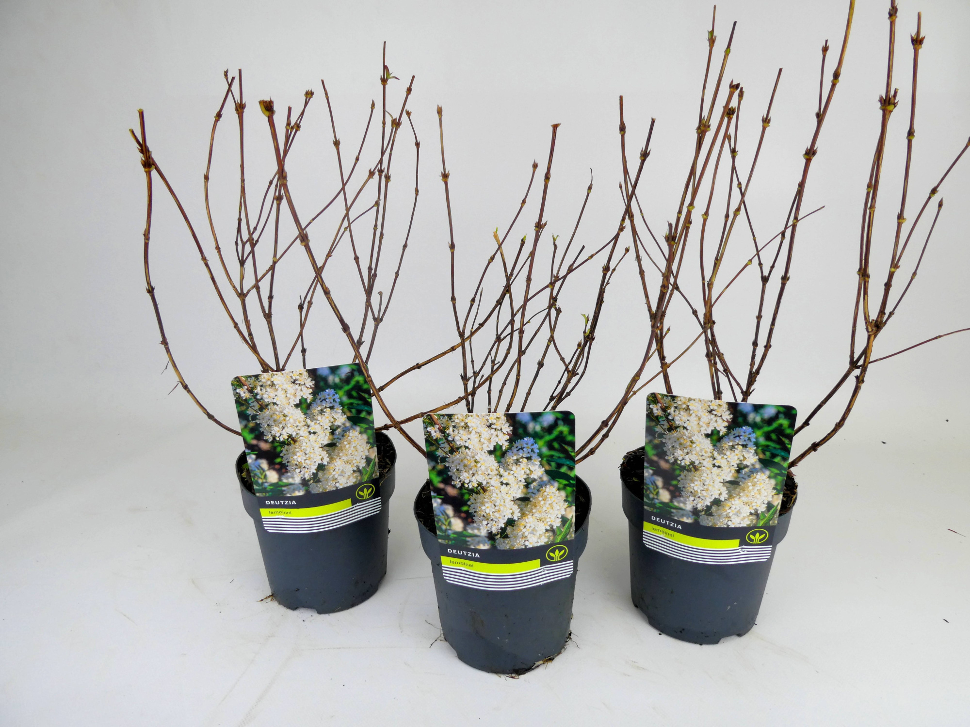 Deutzia Mixlaag, D 14