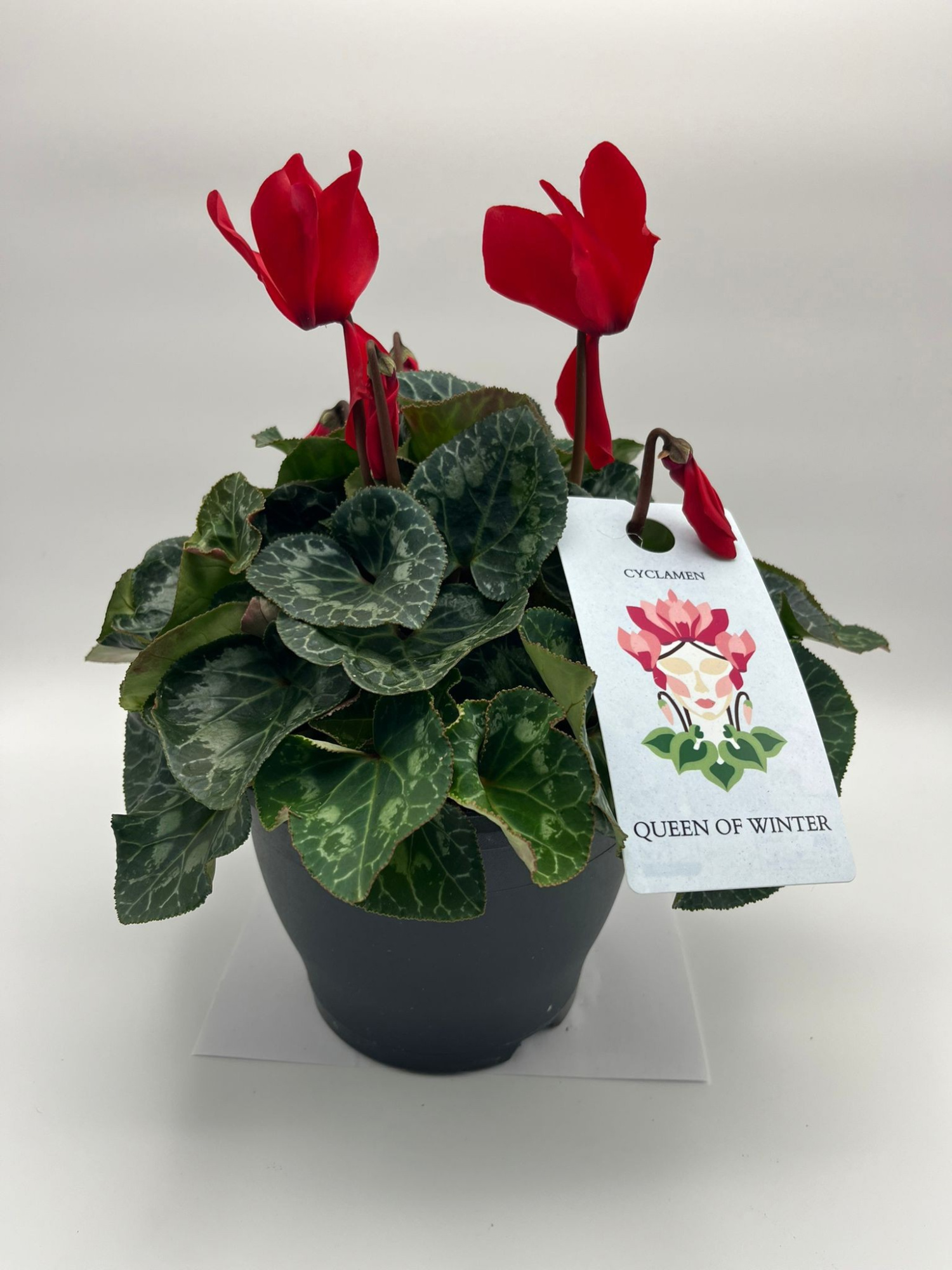 CYCLAMEN MAMMOTH ROOD, D 19