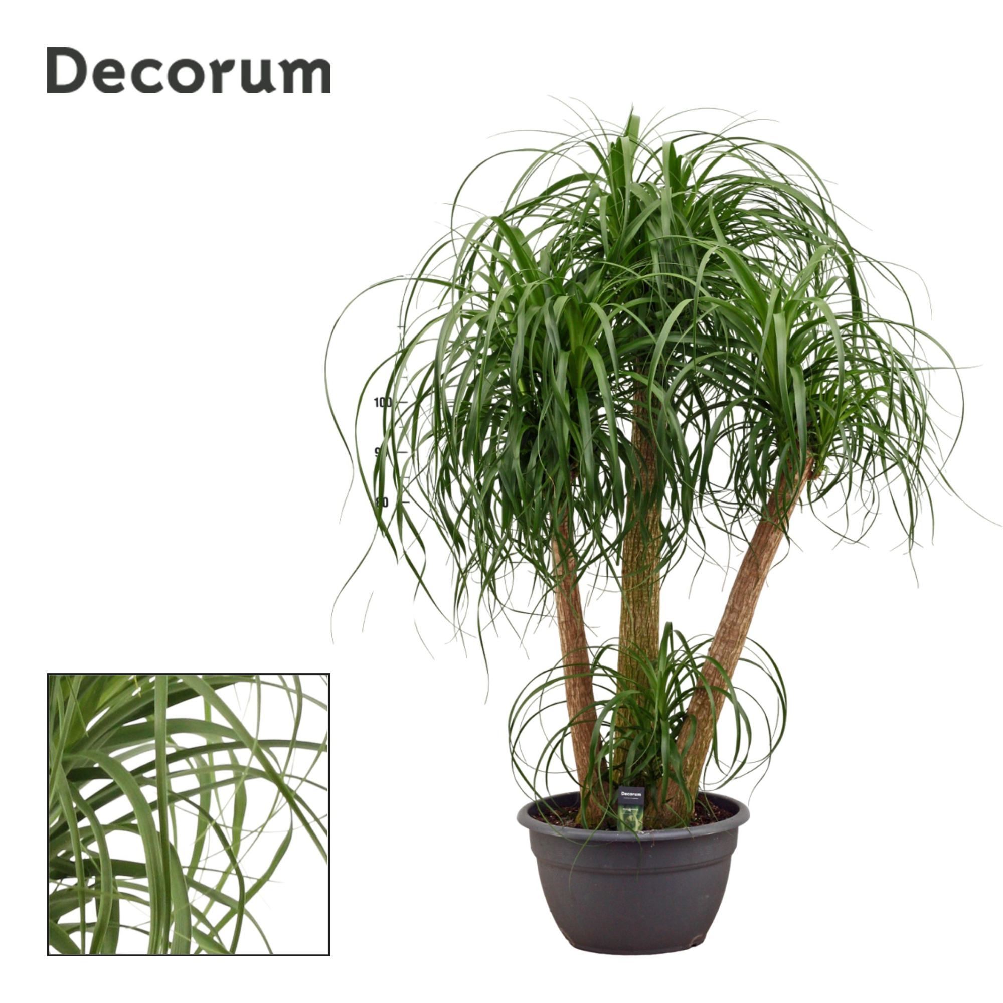 Beaucarnea vertakt 40 cm (Decorum), D 40