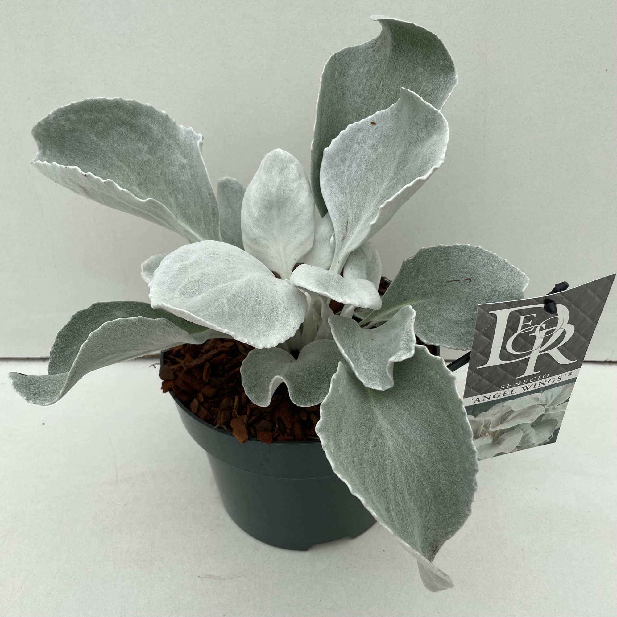 Senecio 'Angel Wings' in tray, D 17 cm