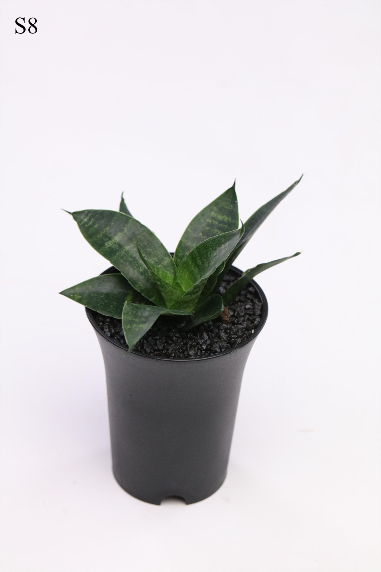 Sansevieria Comet Queen Marble in sierpot, D 7,5 cm