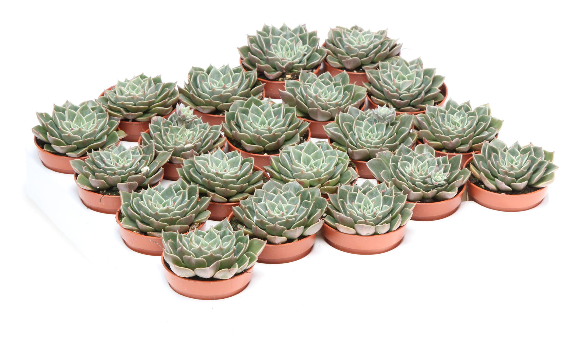 Graptopetalum bellum, D 5,5