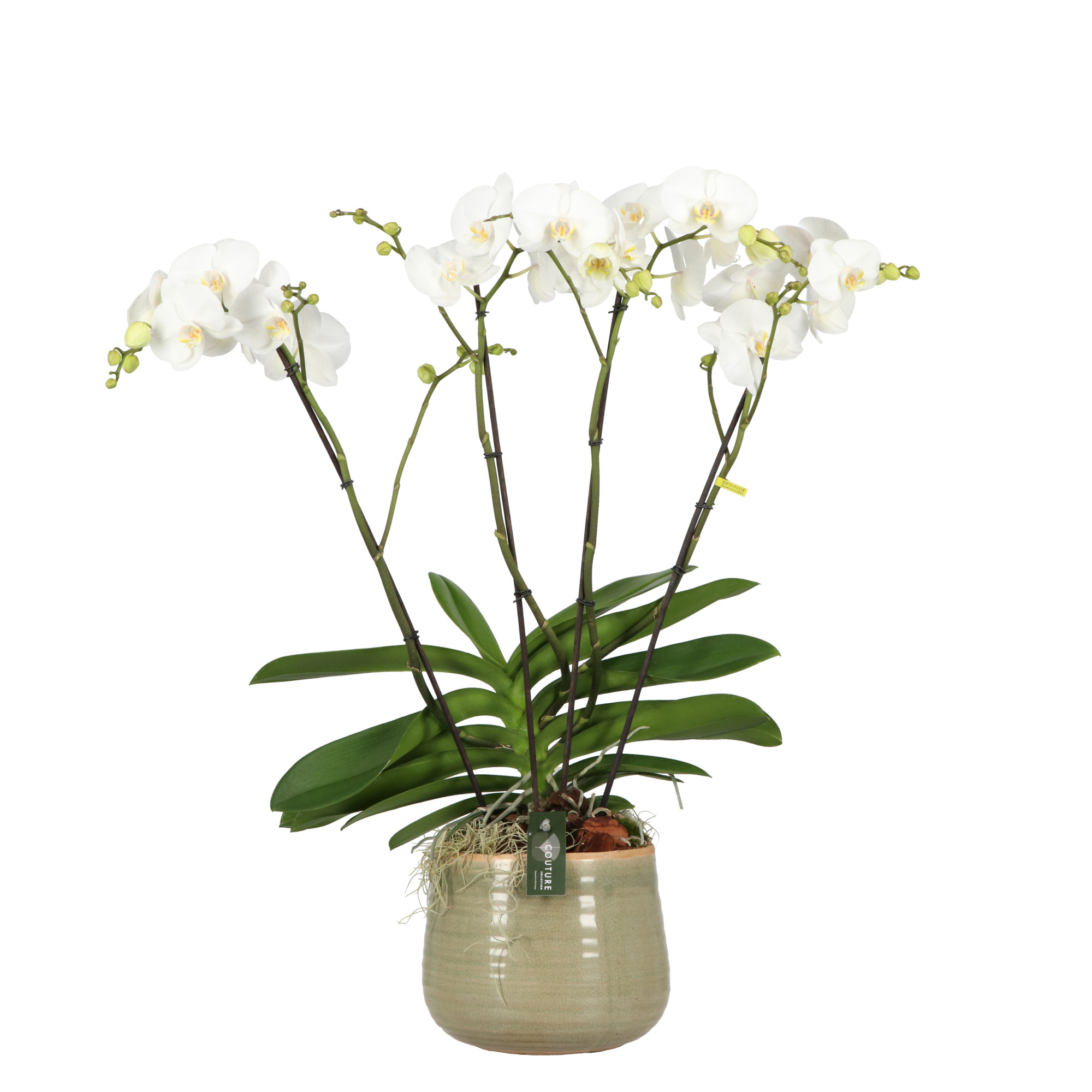 Theatro Classico 4 spike in Iris Mint, D 17 cm