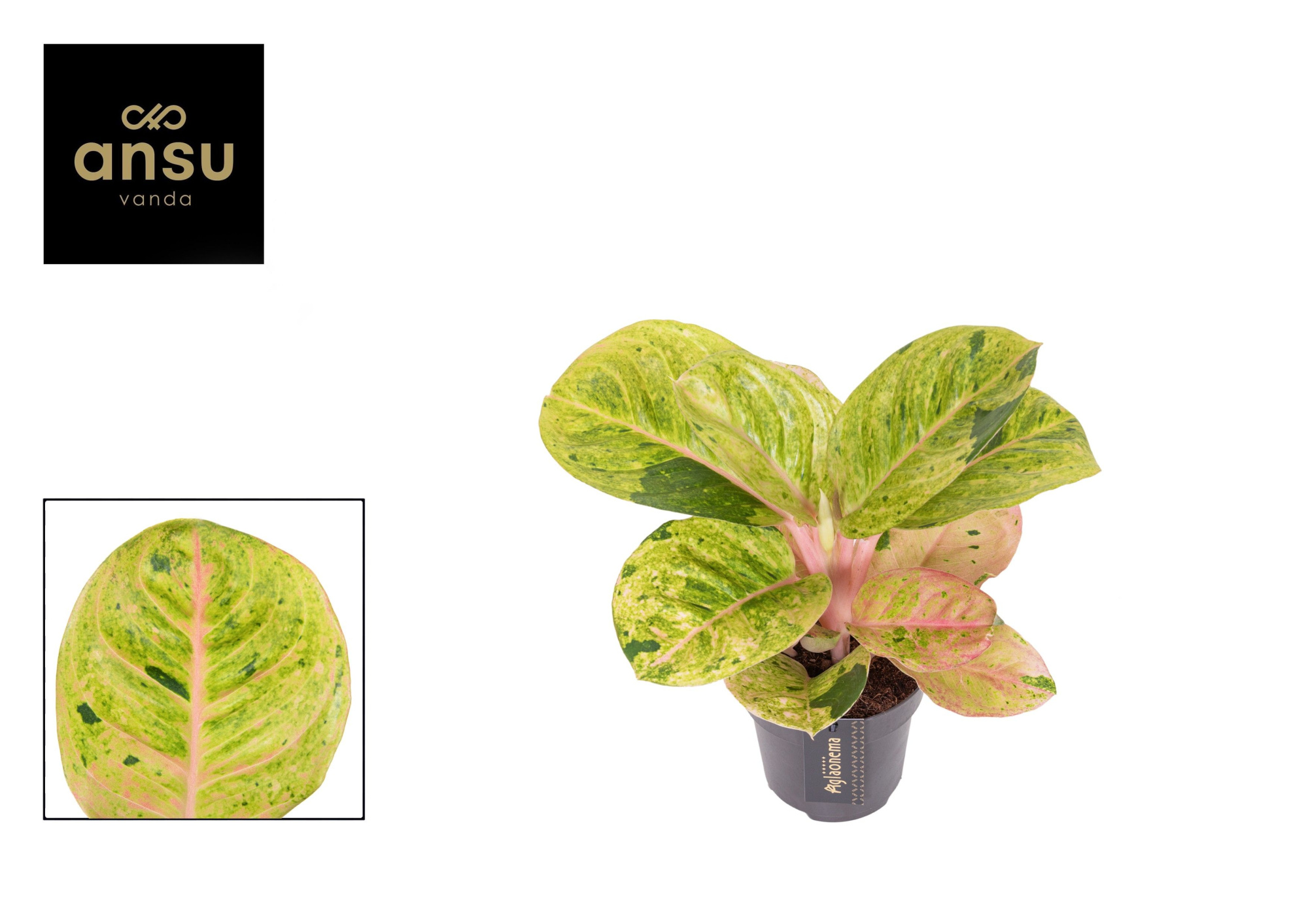 Aglaonema Apple Fantasy, D 12 cm