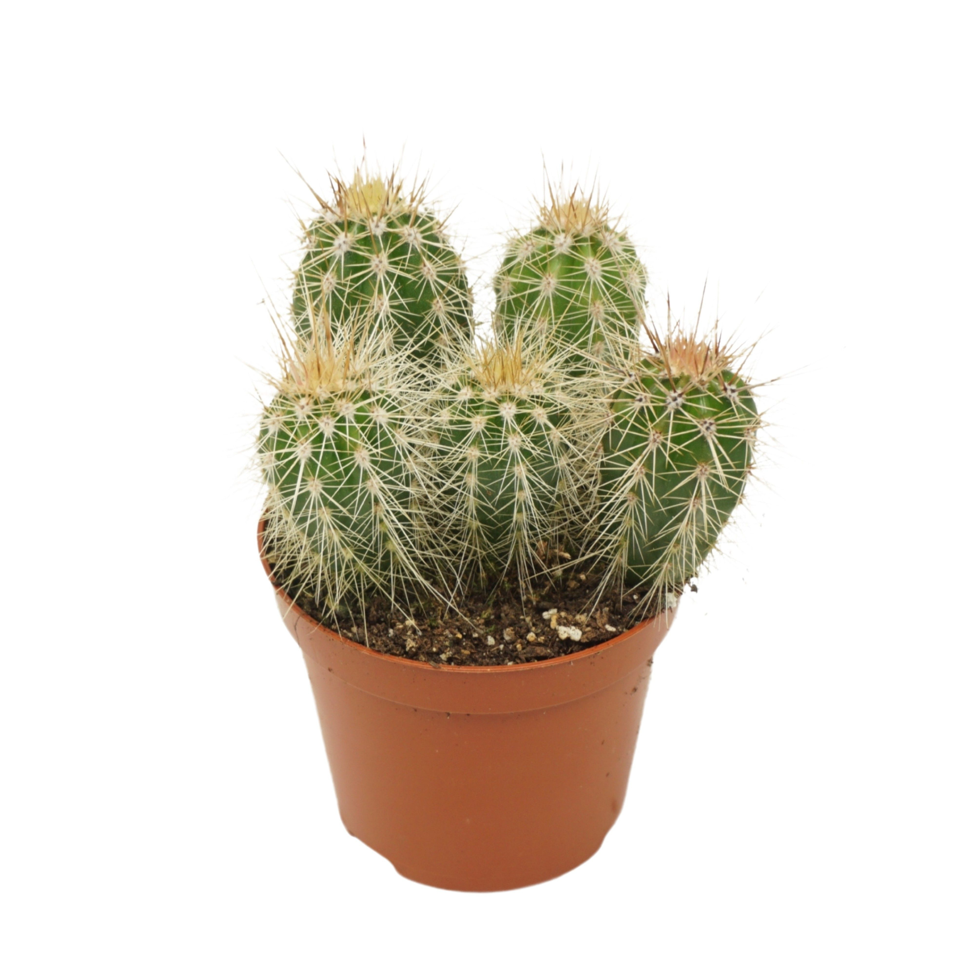 Pachycereus pringlei 8,5 cm, D 8,5 cm