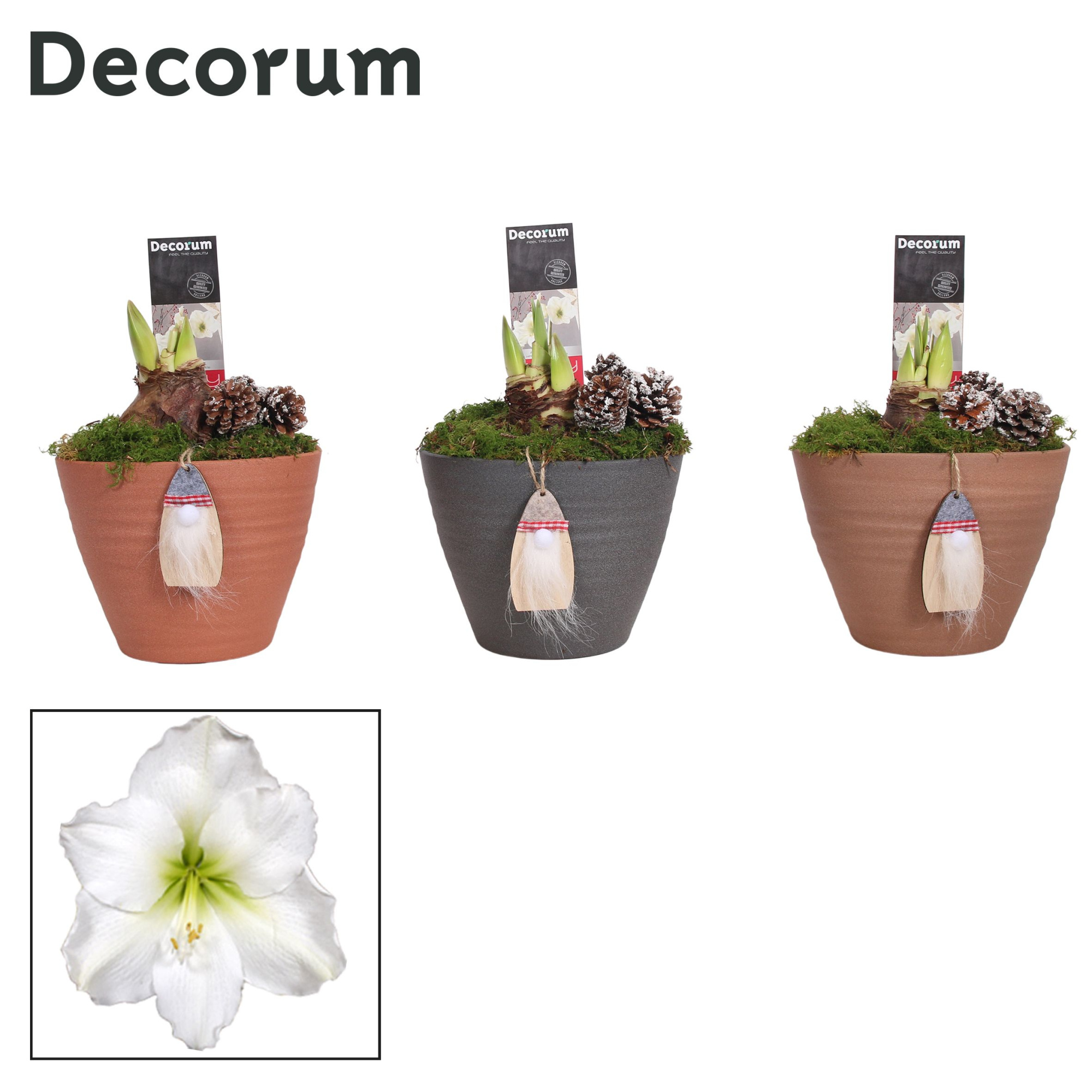 Amaryllis Wit 2 Knop Kaja KERST (Decorum), D 12 cm