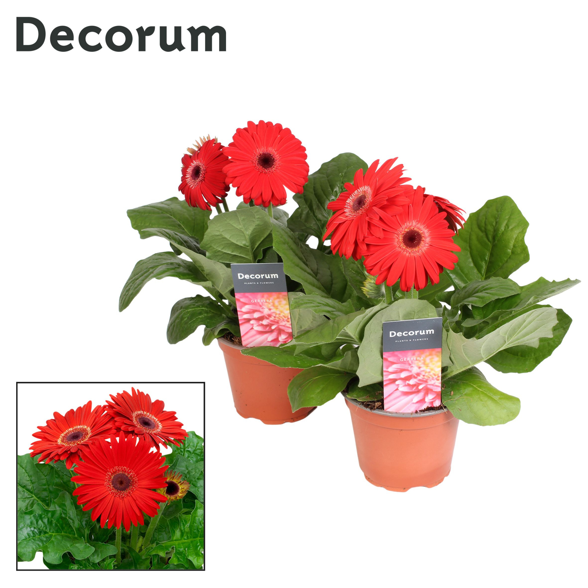 Gerbera 2+ bl. 12cm rood in hoes (diverse kleurtinten) Decorum, D 12 cm