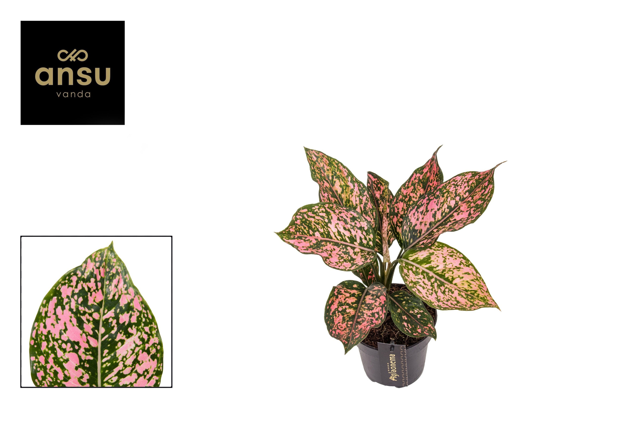 Aglaonema Pink Leopard, D 12 cm