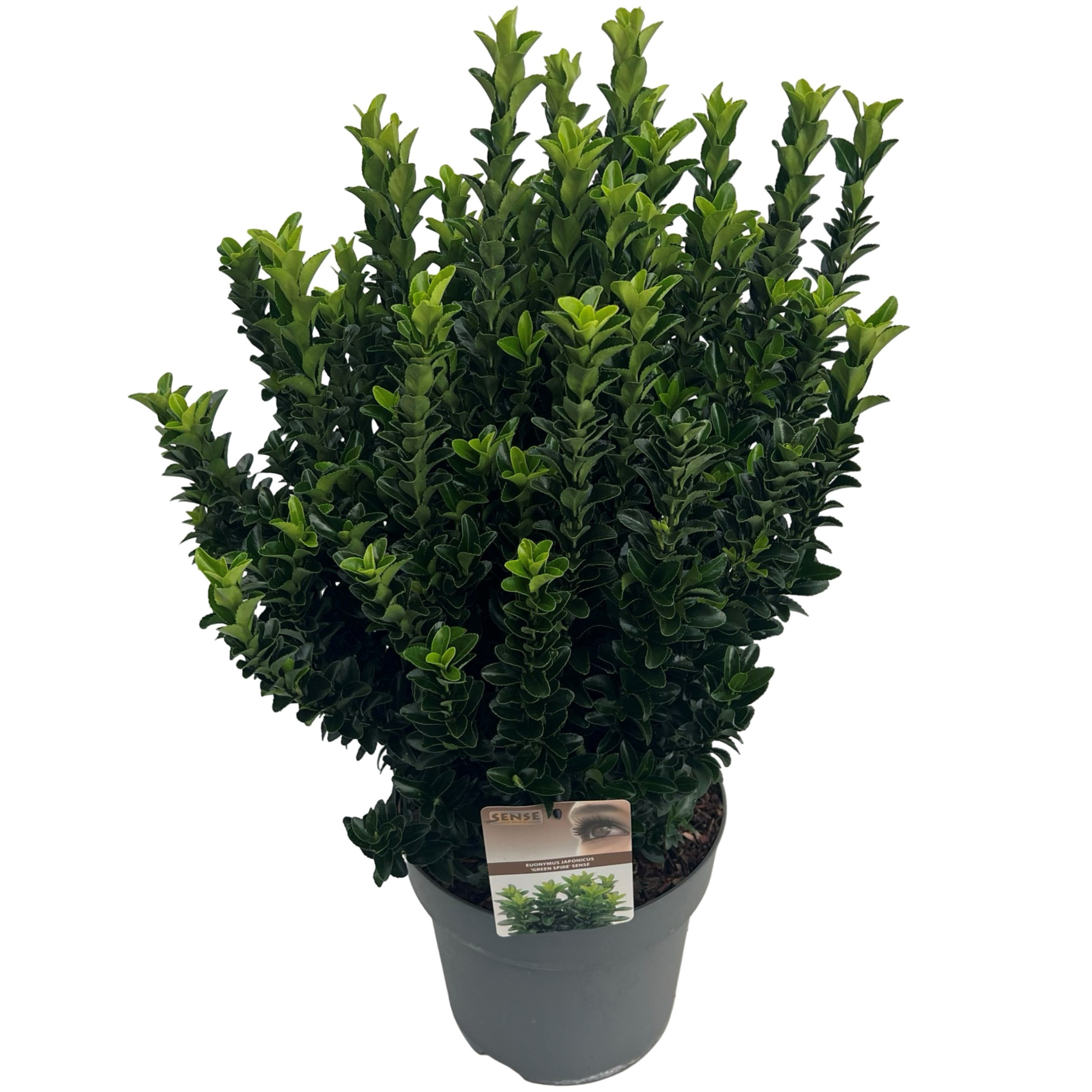 Euonymus jap. 'Green Spire' (Jean Hugues) sense, D 27 cm
