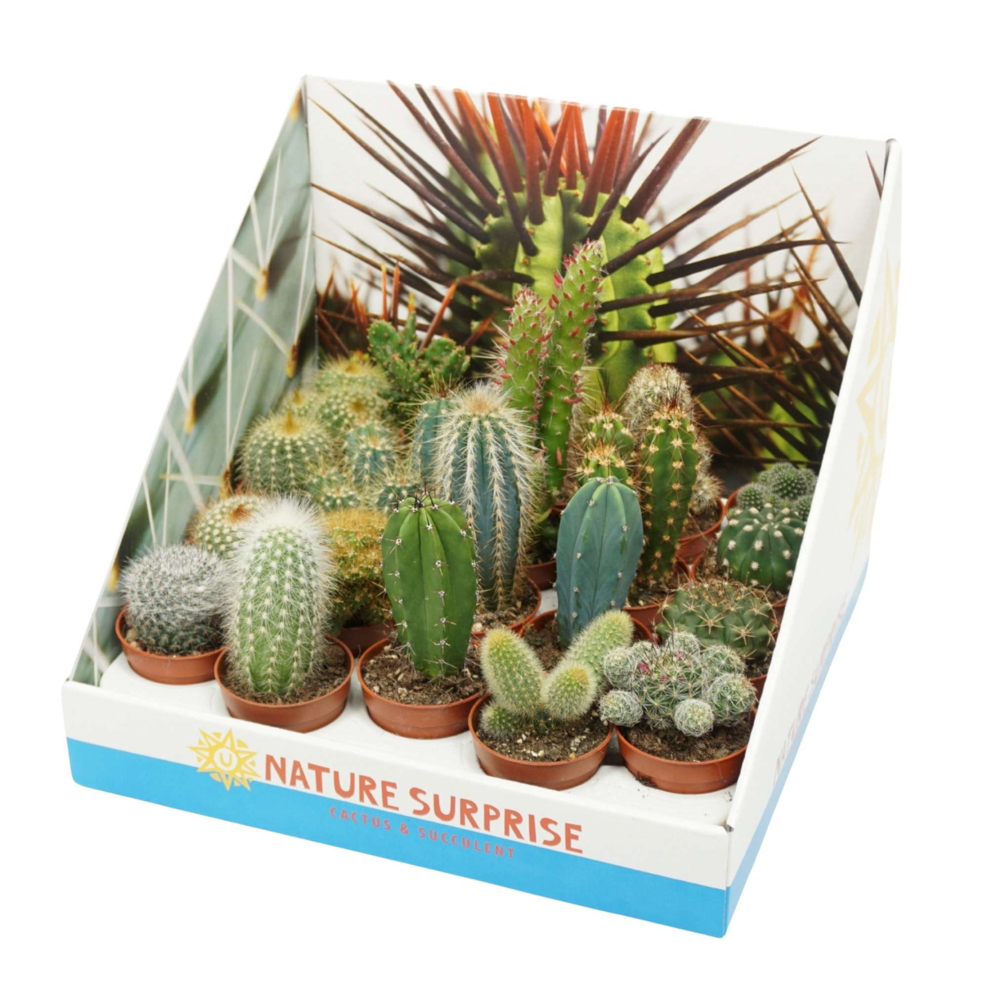 Cactus mix 5,5 cm in presentatiedoos, D 5,5