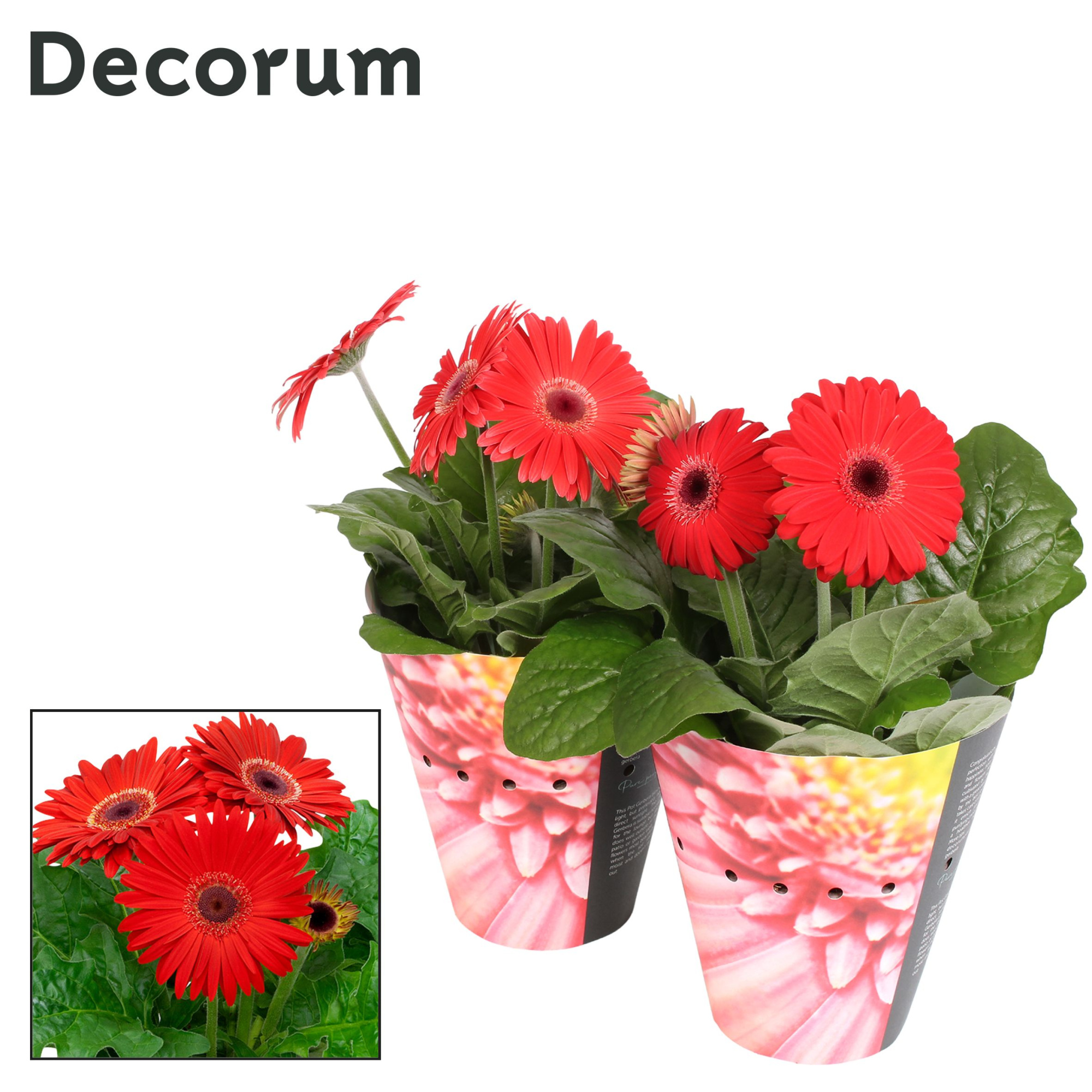 Gerbera 2+ bl. 12cm rood (diverse kleurtinten) potcover Decorum, D 12