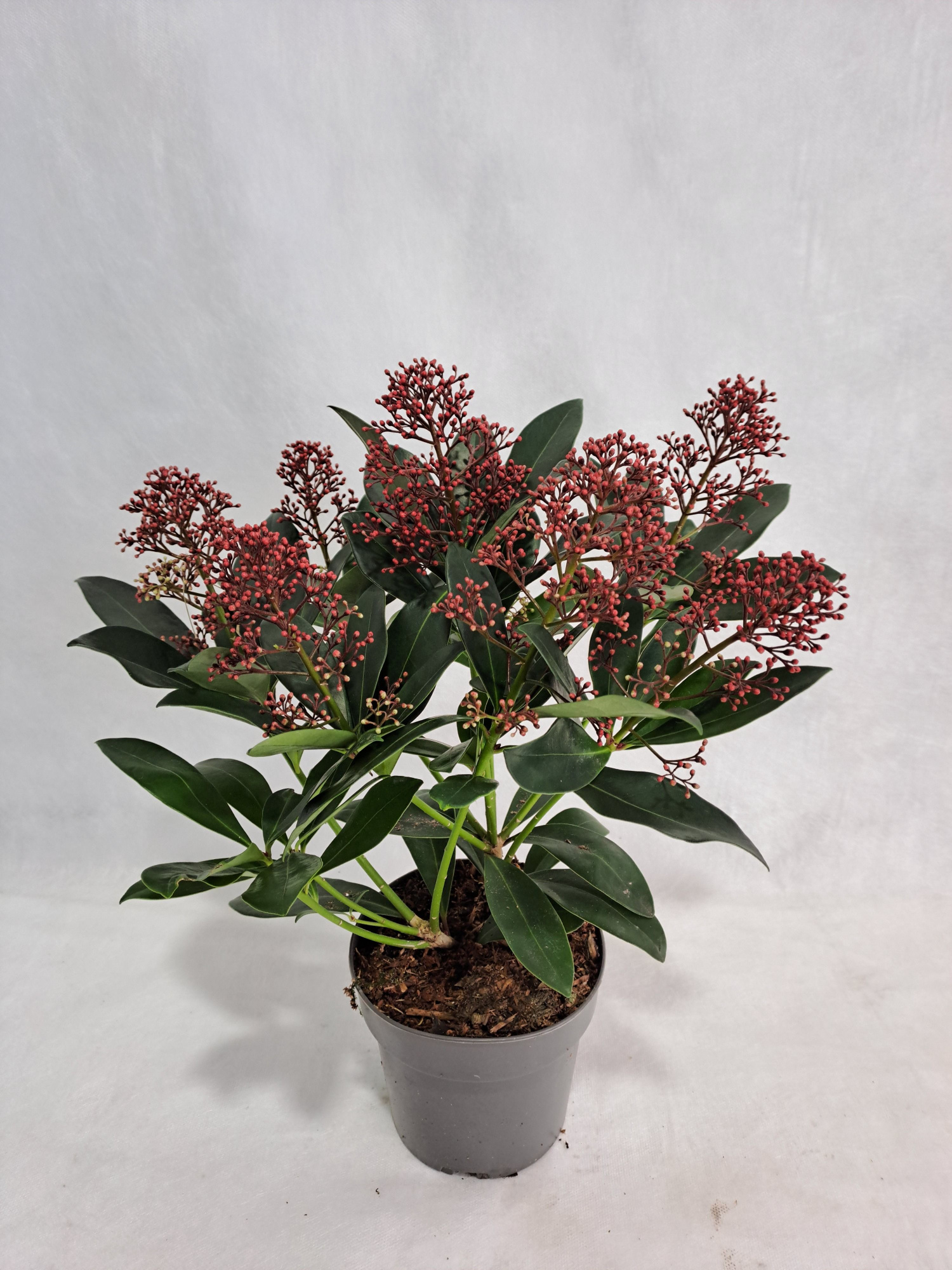 Skimmia Rubella P13 6-9 bloem, D 13 cm