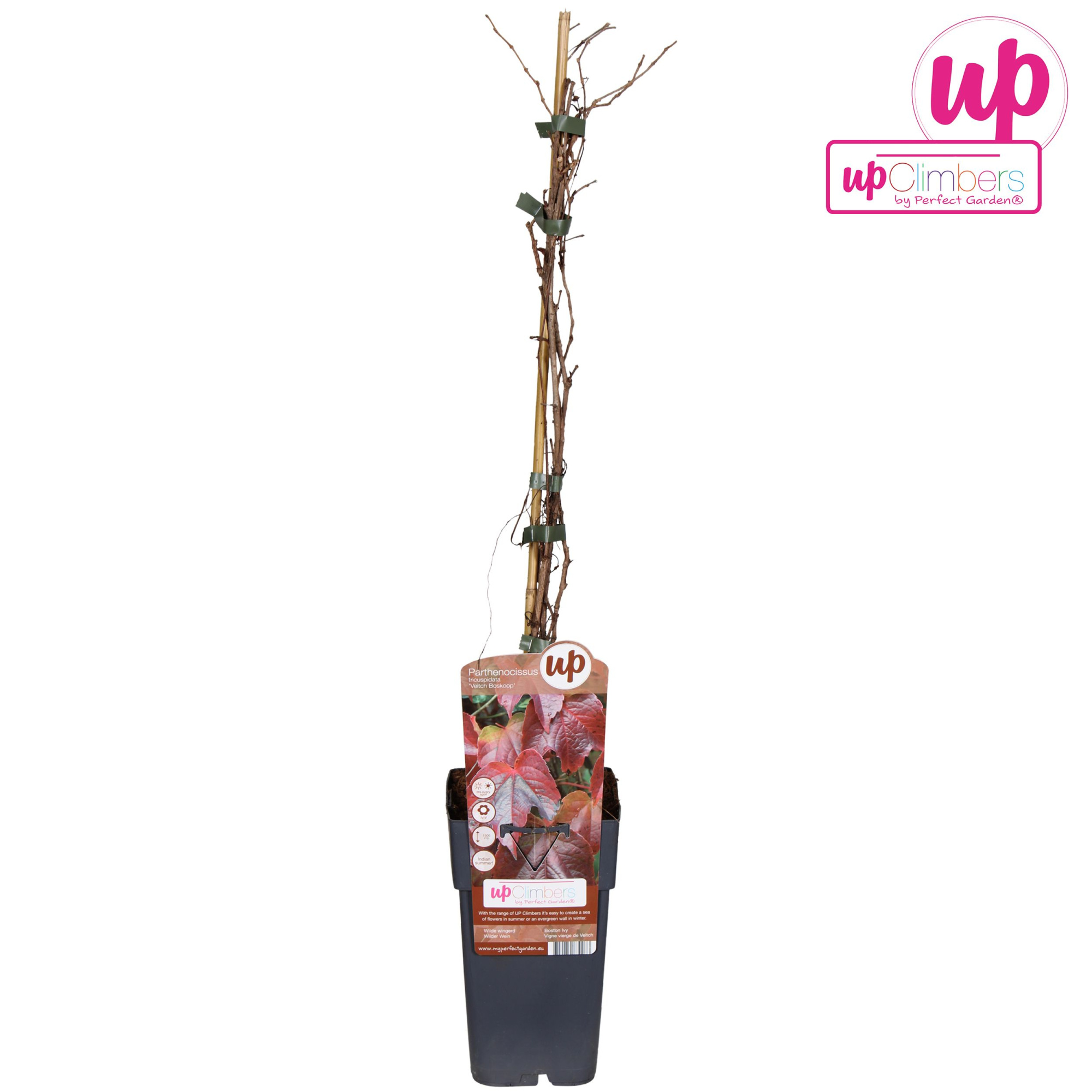 Parthenocissus tricuspidata 'Veitch Boskoop' P15, D 15