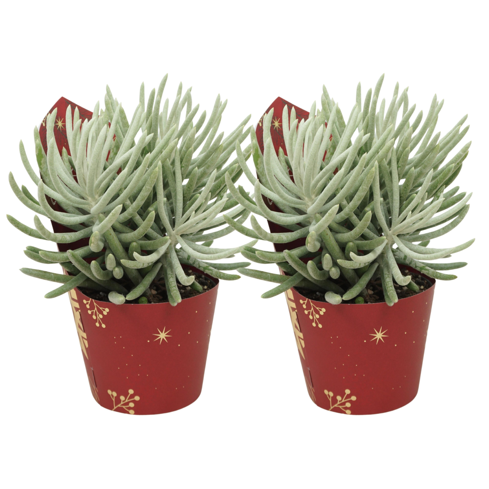 Senecio scaposus 13 cm in Kerst potcover, D 13