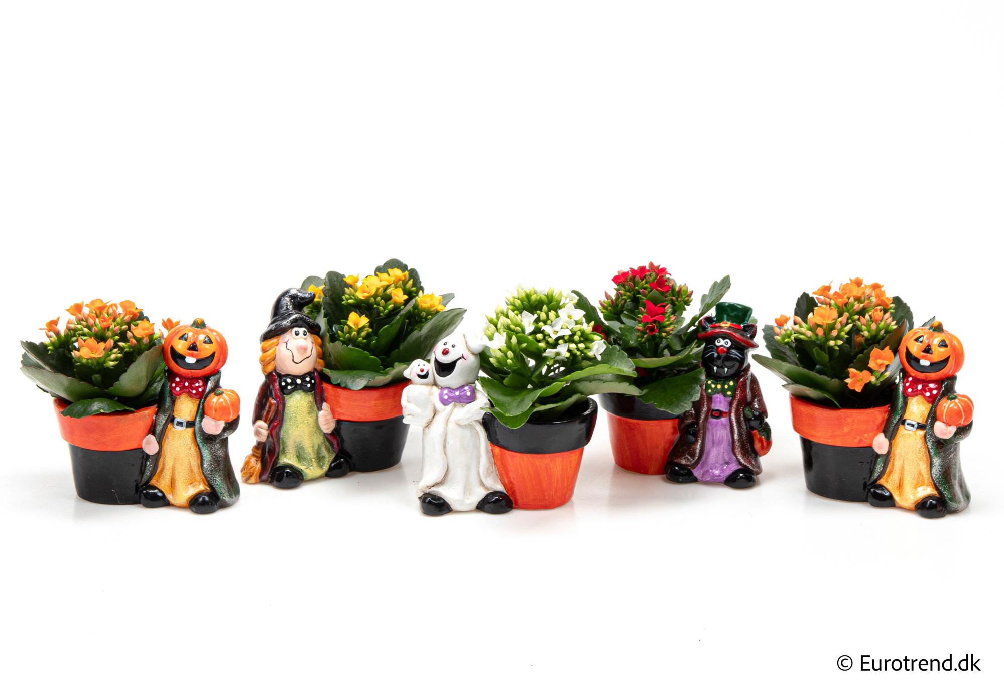 Kalanchoe in Halloween ceramic 2025, D 6 cm