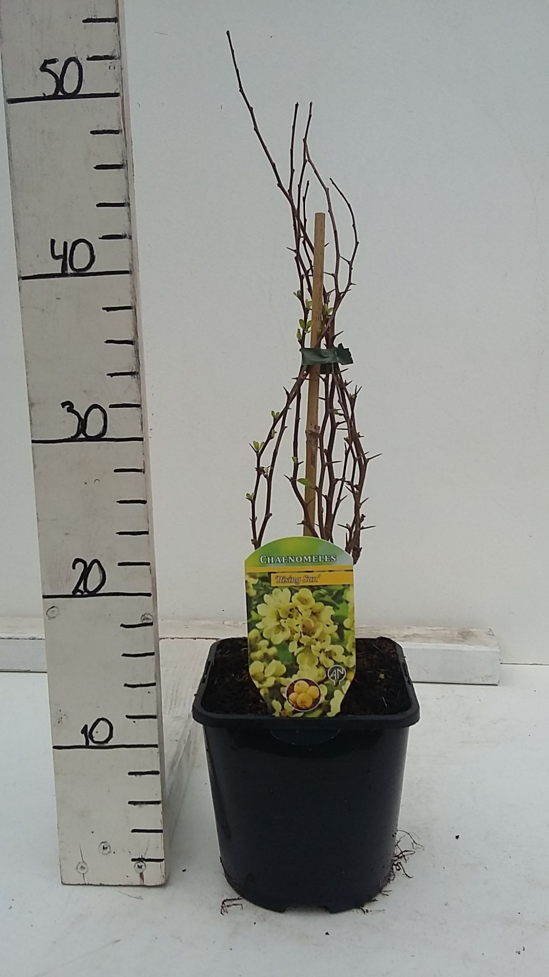 Chaenomeles x superba, D 17