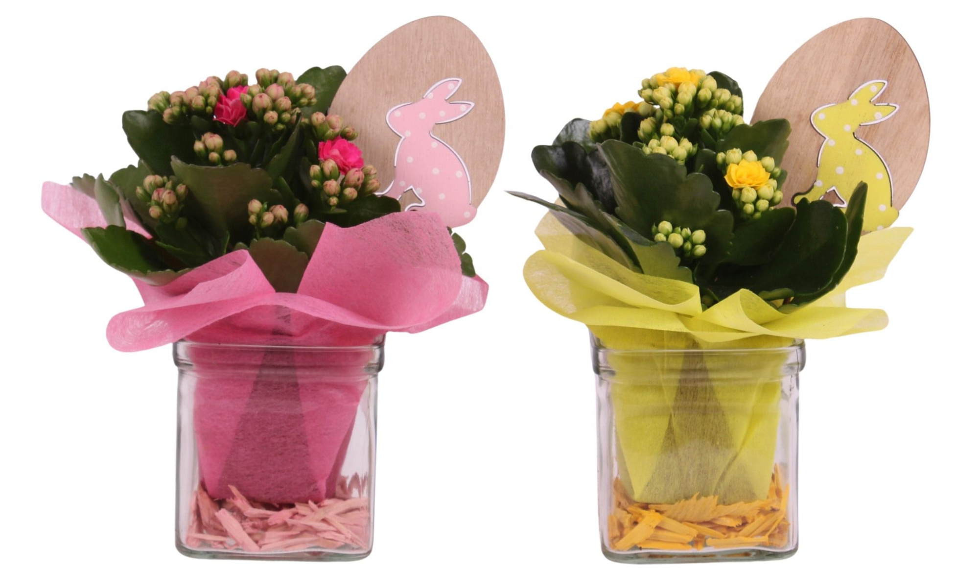 Easter Arr. Indoor Glass Accuglas Square Ø08cm 1PP, D 8