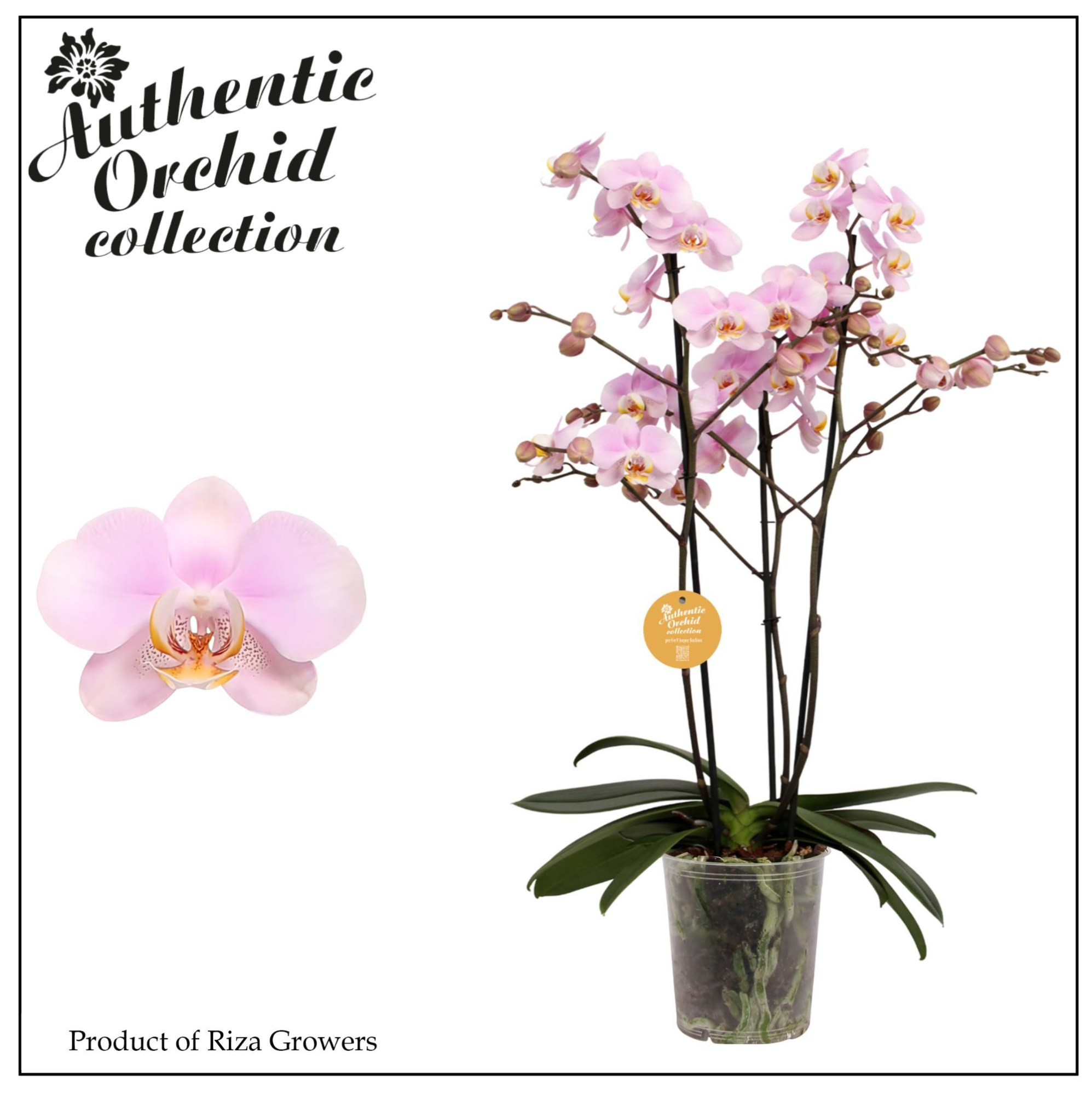 Phalaenopsis Marvellous Light Pink 40+ - 17cm | Authentic, D 17 cm