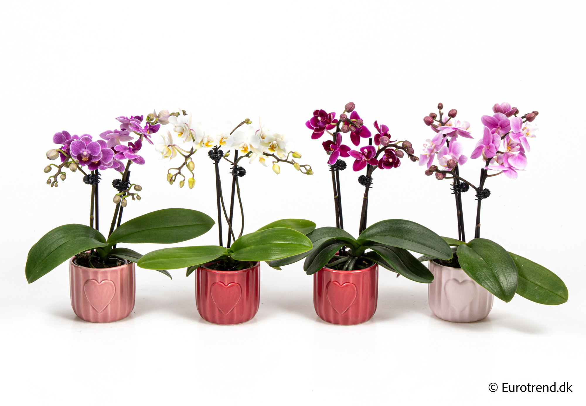 Phalaenopsis in Valentine ceramic 2026, D 6