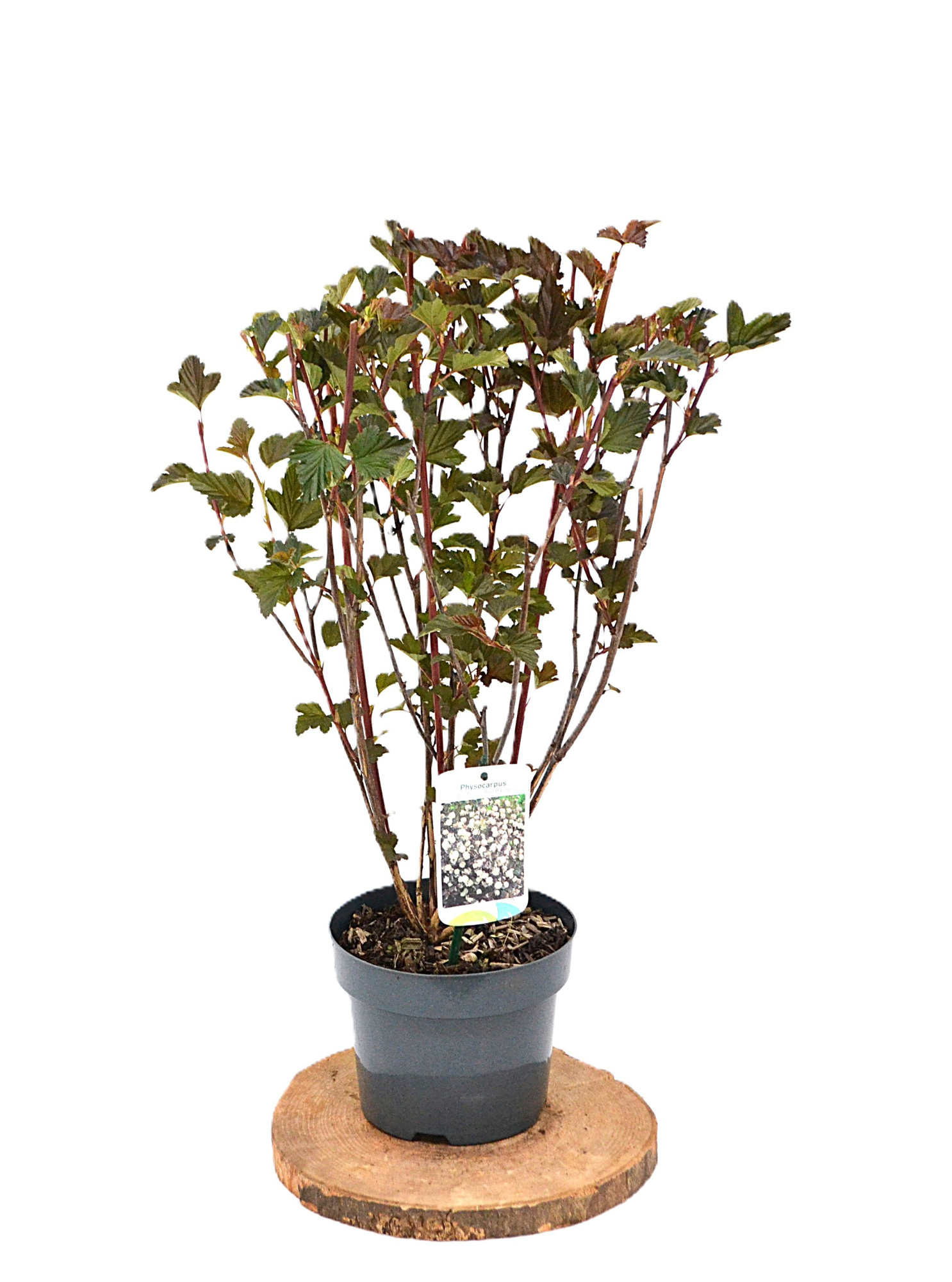 Physocarpus opulifolius Red Baron C3, D 19