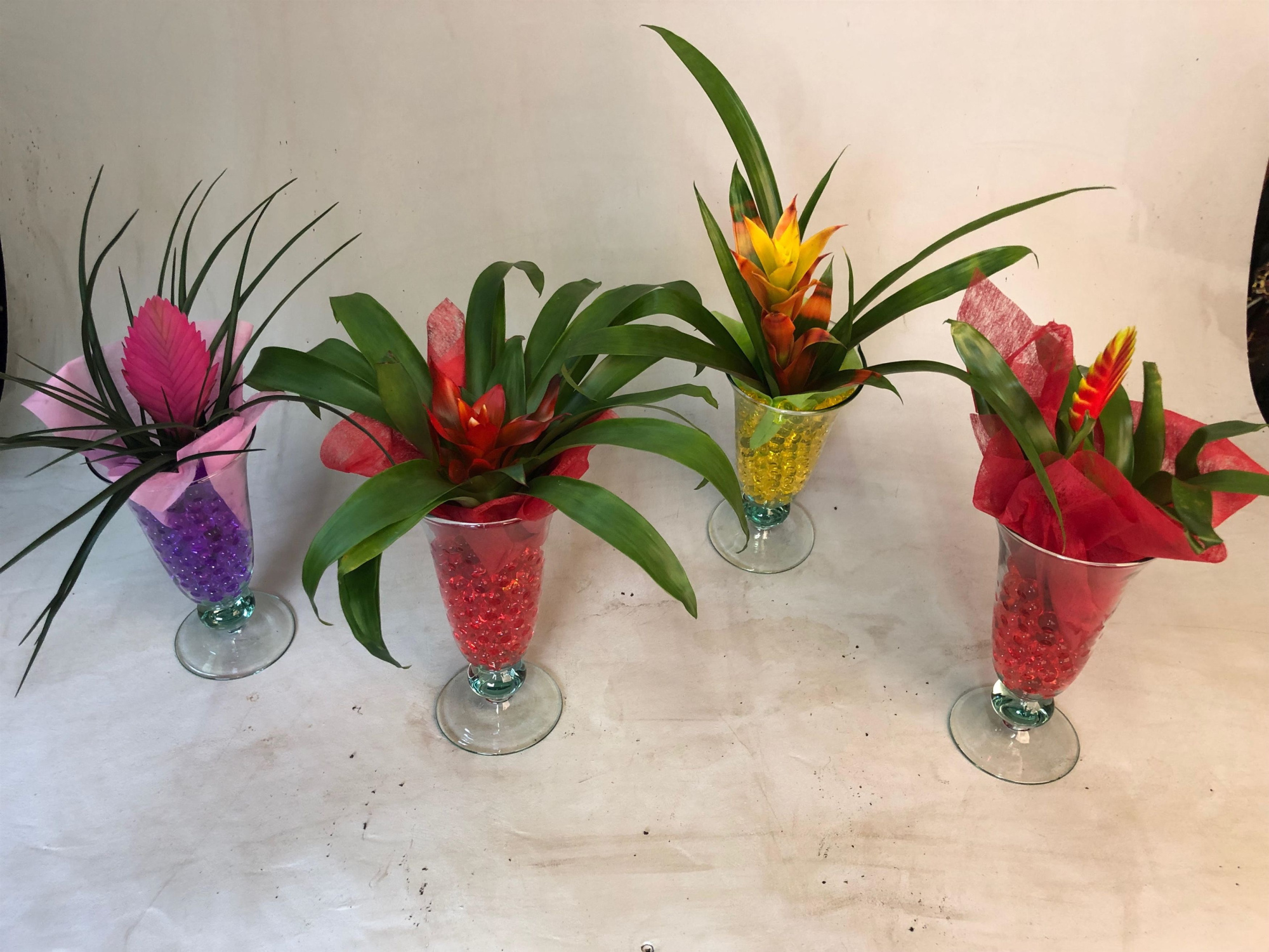 Bromelia in Ijscoupe, D 12 cm