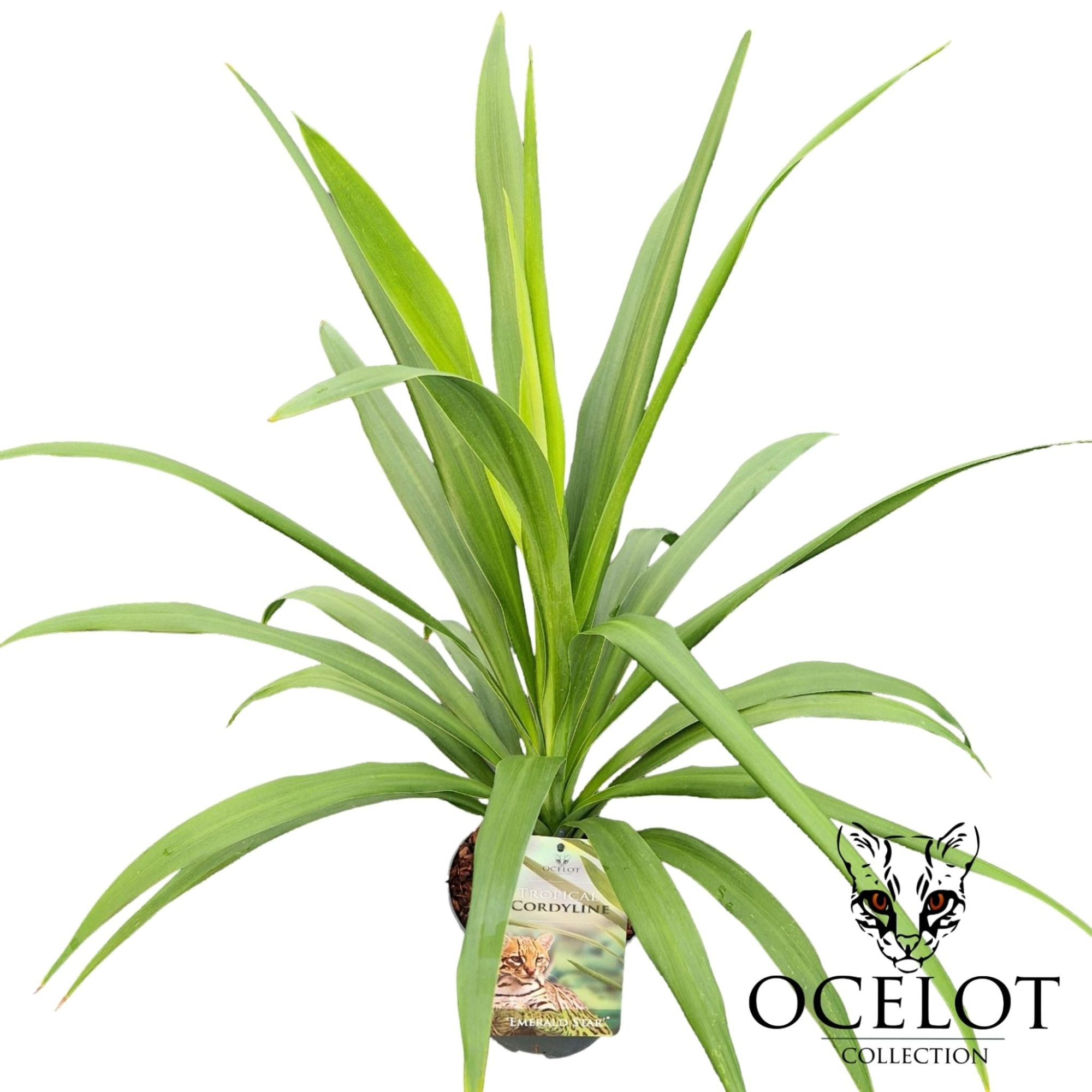 Cordyline australis 'Emerald Star'®, D 17