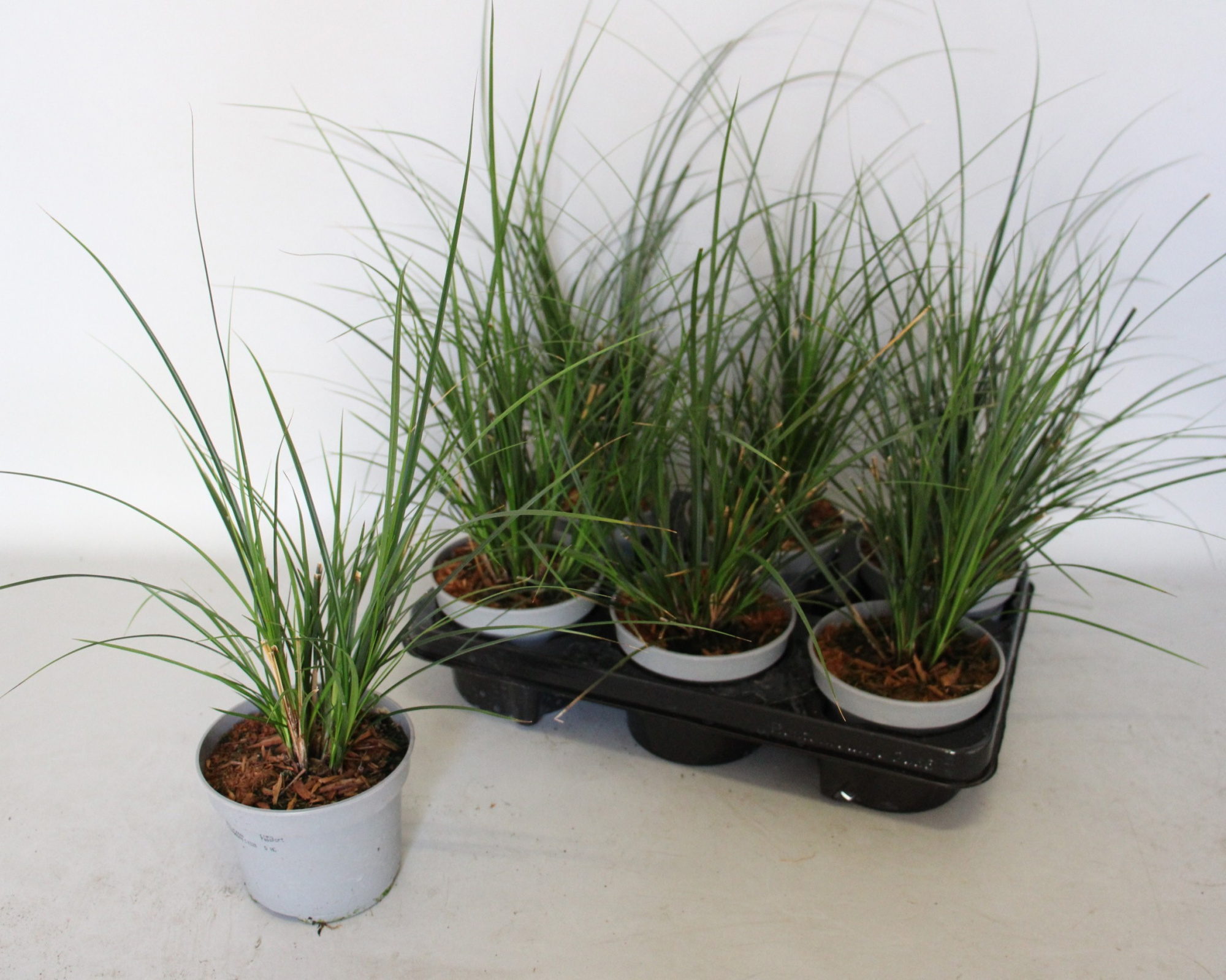 Vaste planten 12 cm Carex Jubilo, D 12