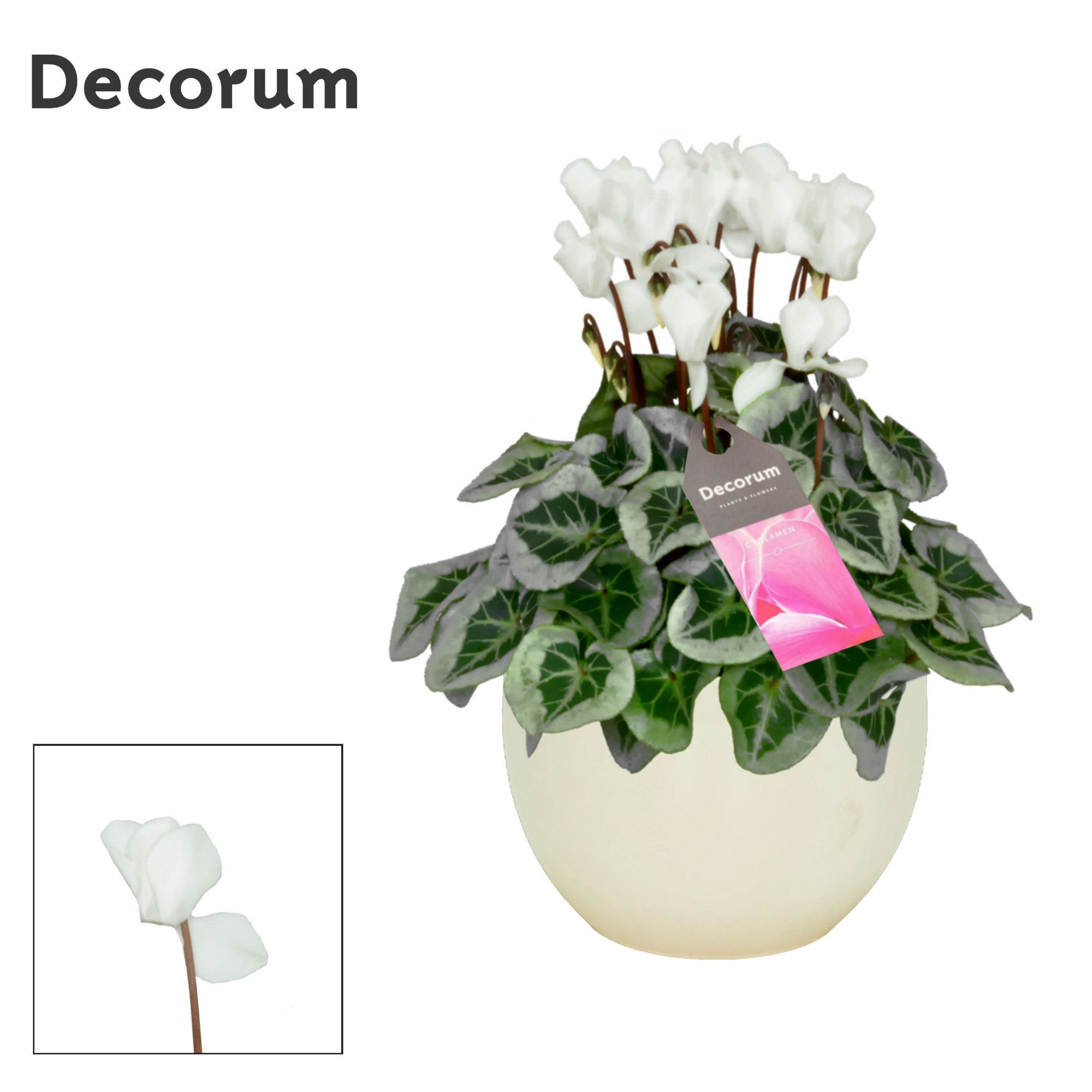 Cyclamen SS Picasso Wit in Melanie, D 13 cm