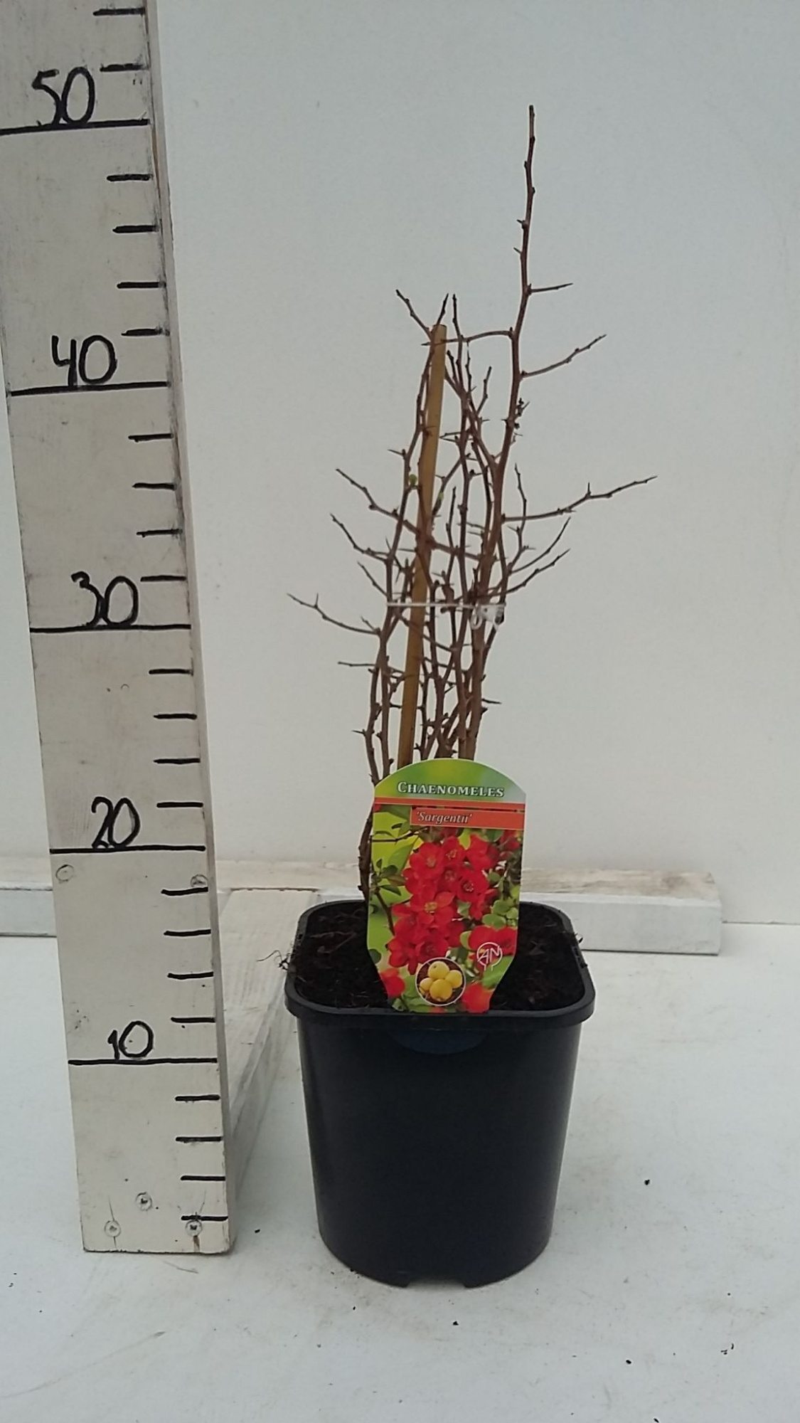 Chaenomeles japonica 'Sargentii', D 17