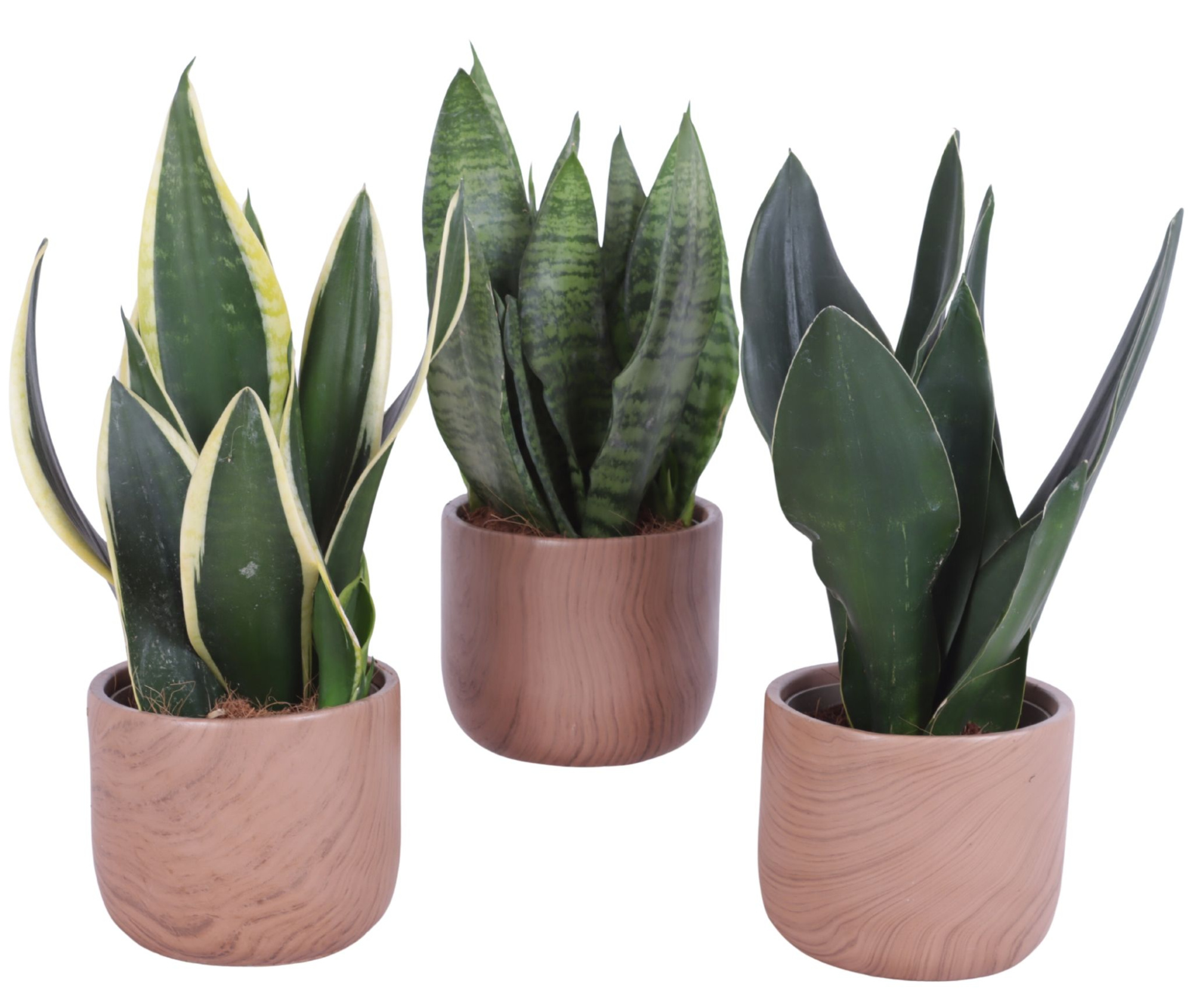 Sansevieria mix Ø12cm in Ø14cm Ceramic NT565, D 14