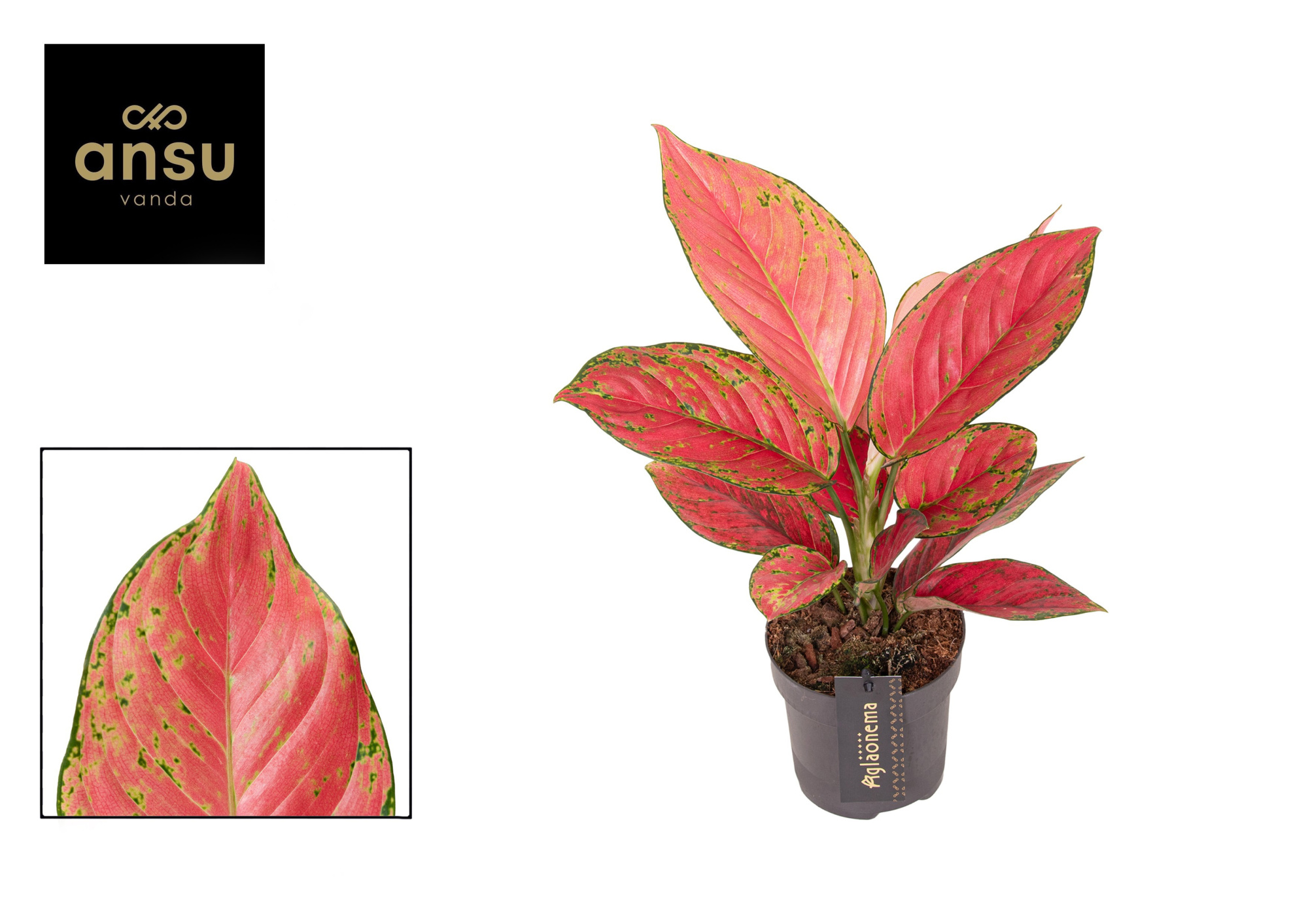 Aglaonema Ruby Love, D 12