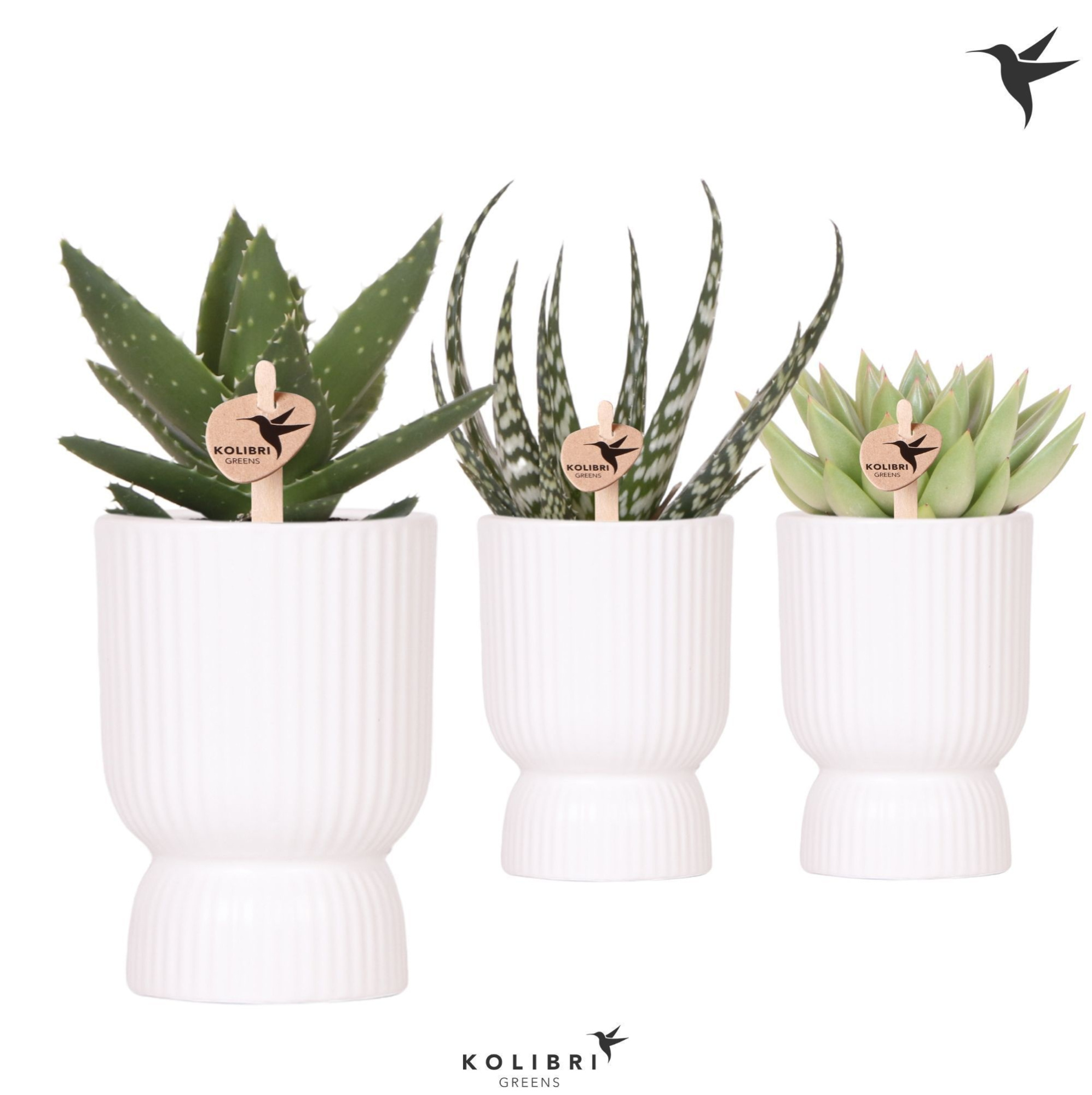 Kolibri Greens Succulenten mix in Diabolo pot white, D 9 cm