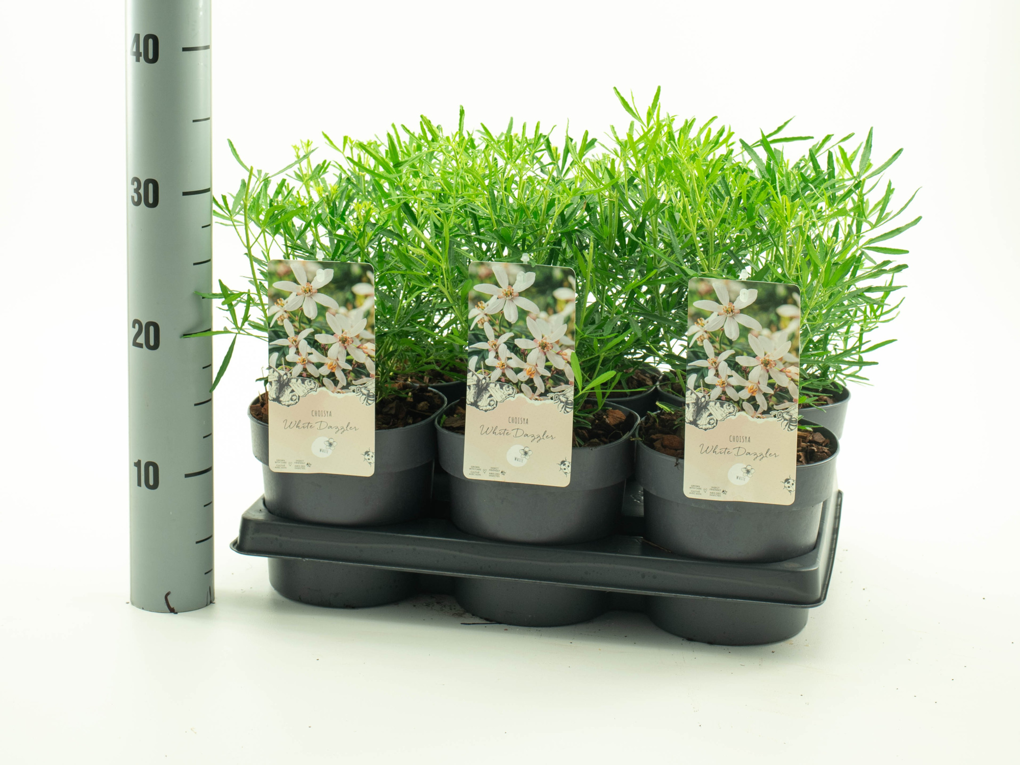 Choisya 'White Dazzler' pbr, D 15 cm