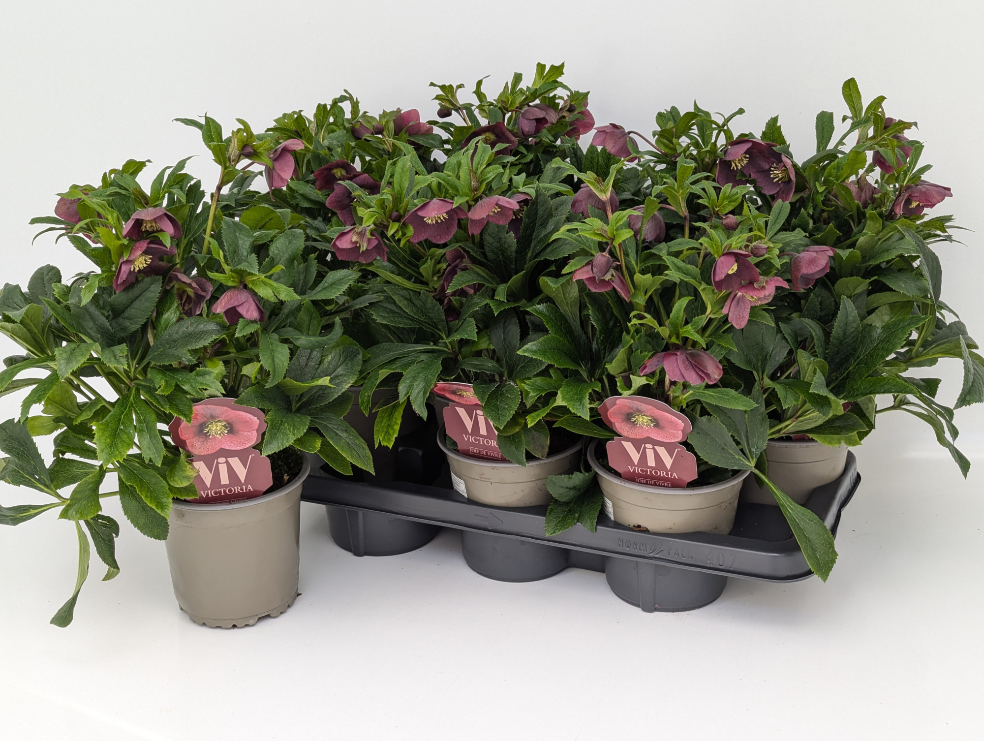 Helleborus orientalis VIV Victoria T14 "Rose des Frühlings", D 14