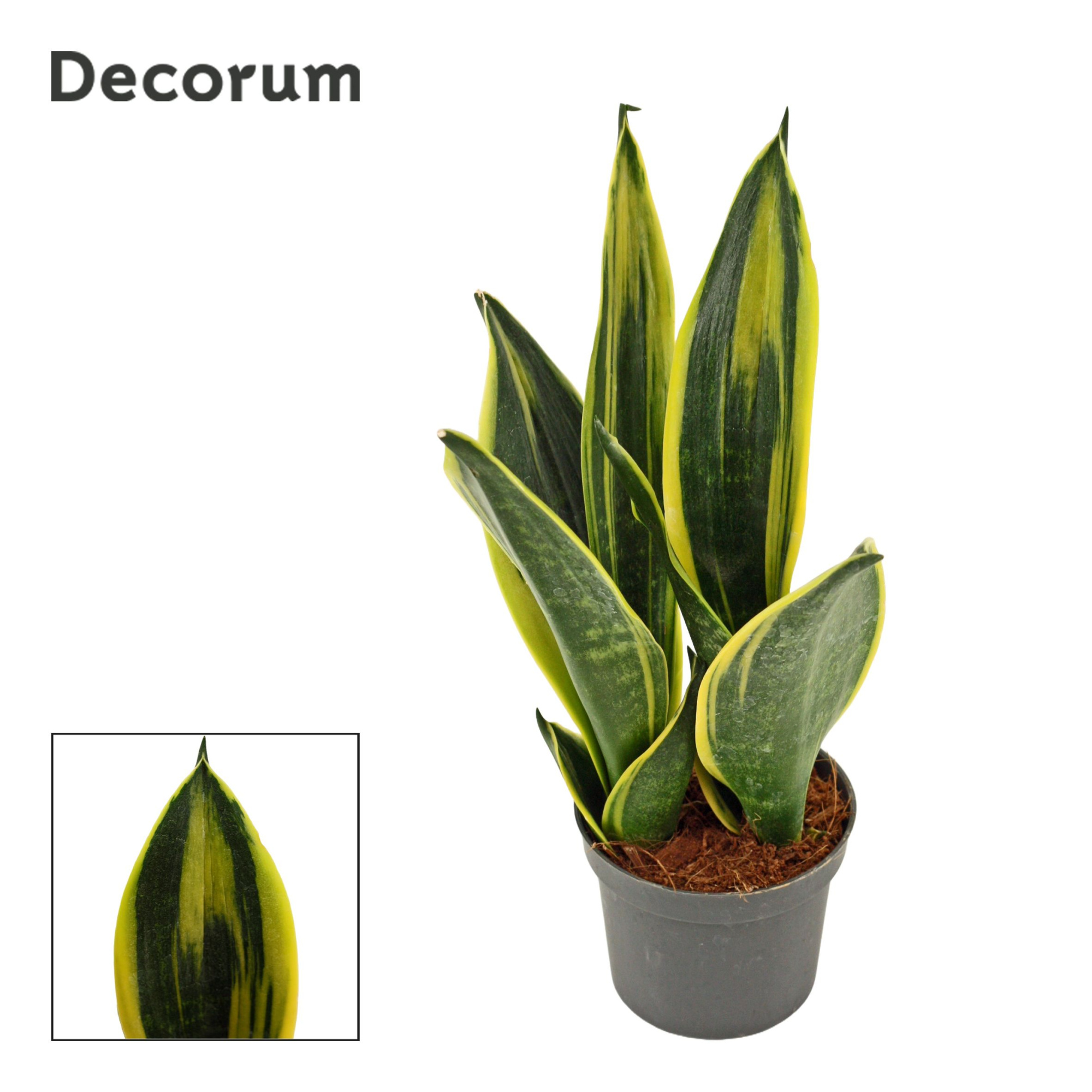 Sansevieria Golden Flame 9 cm (Decorum), D 9