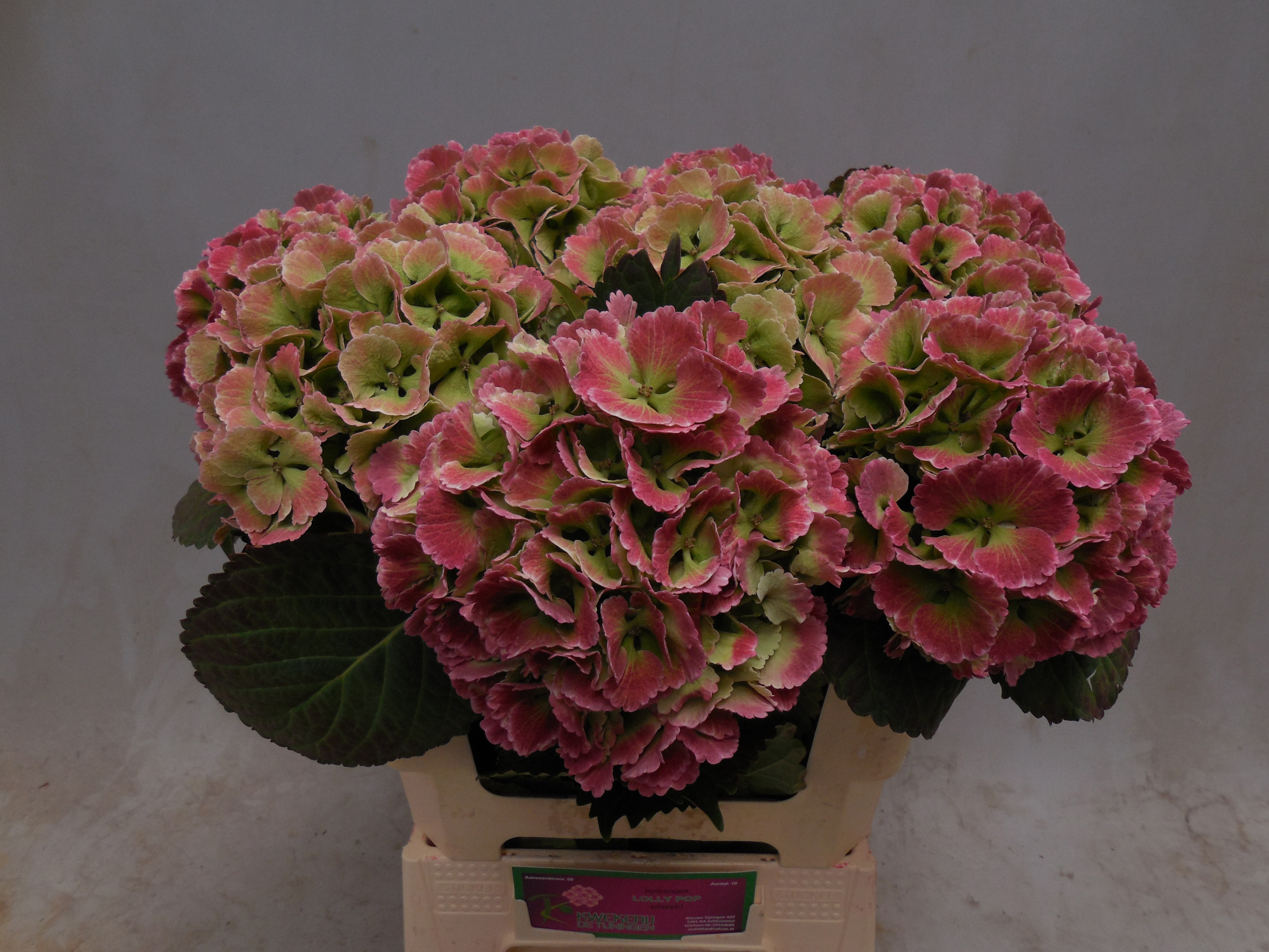 Гортензия Лоли Поп Классик 60, шт.