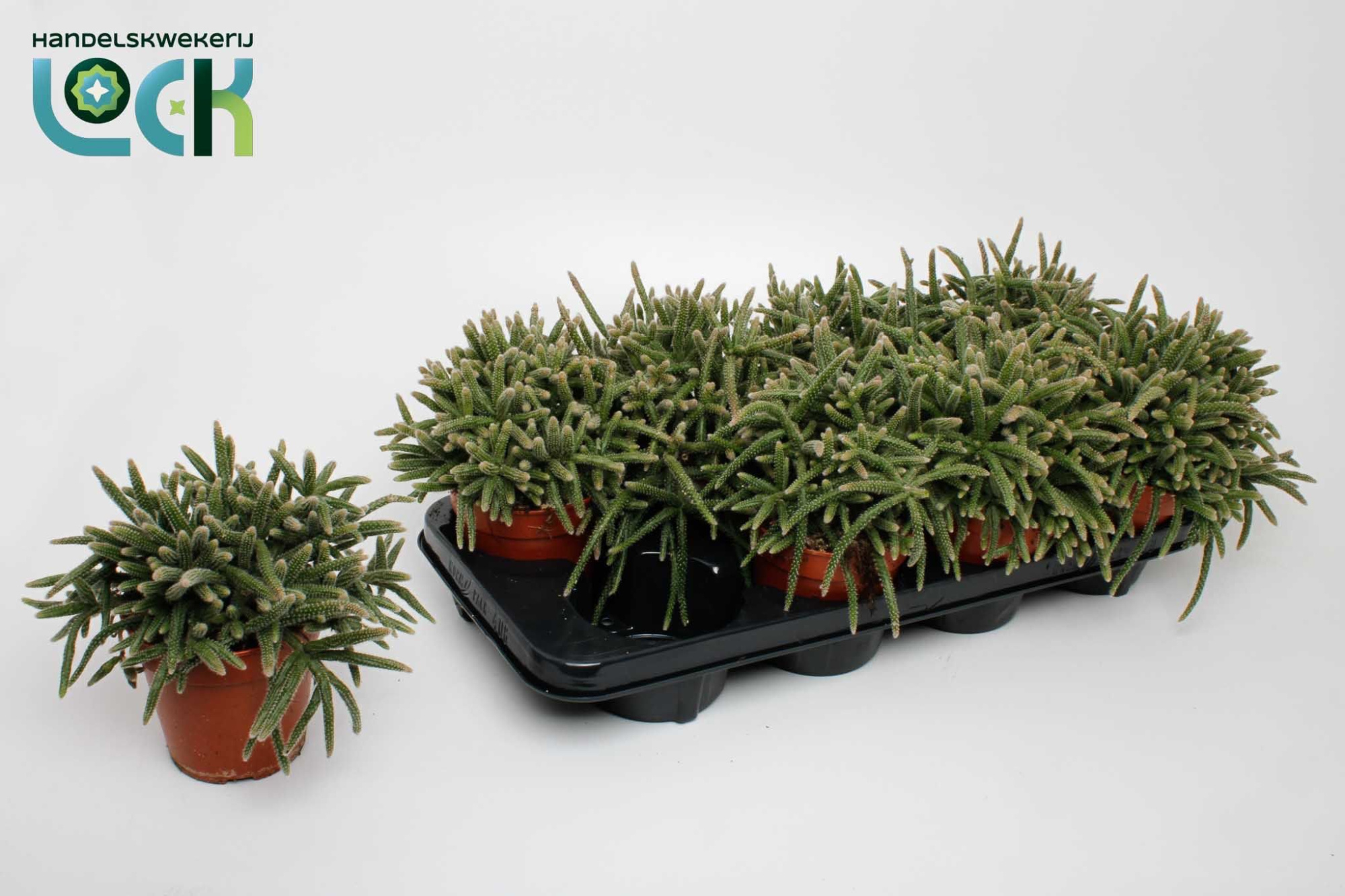 Rhipsalis Baccifera Horrida, D 12 cm