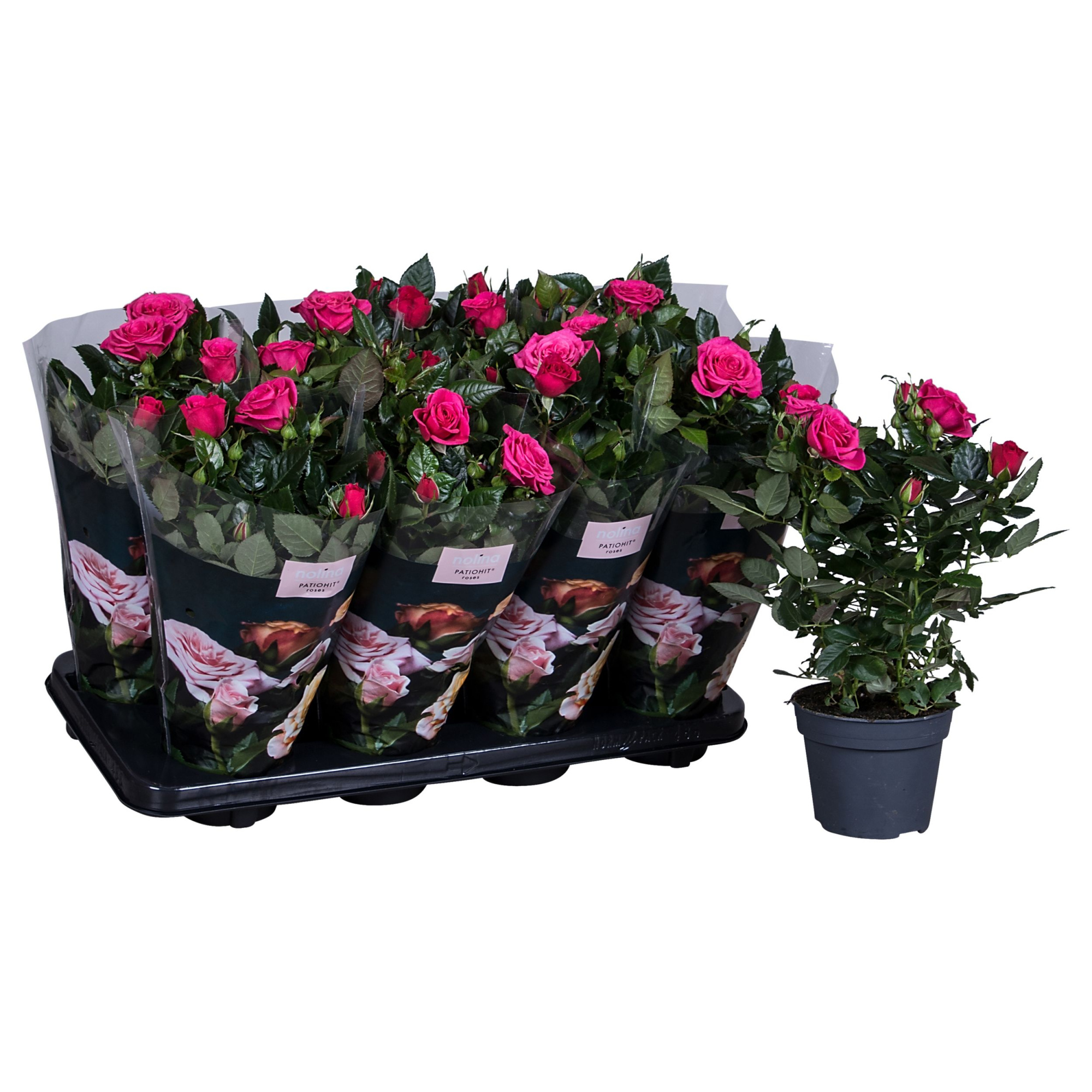 Nolina Roses Ø 13 cm Deep pink st. 2-3, D 13 cm