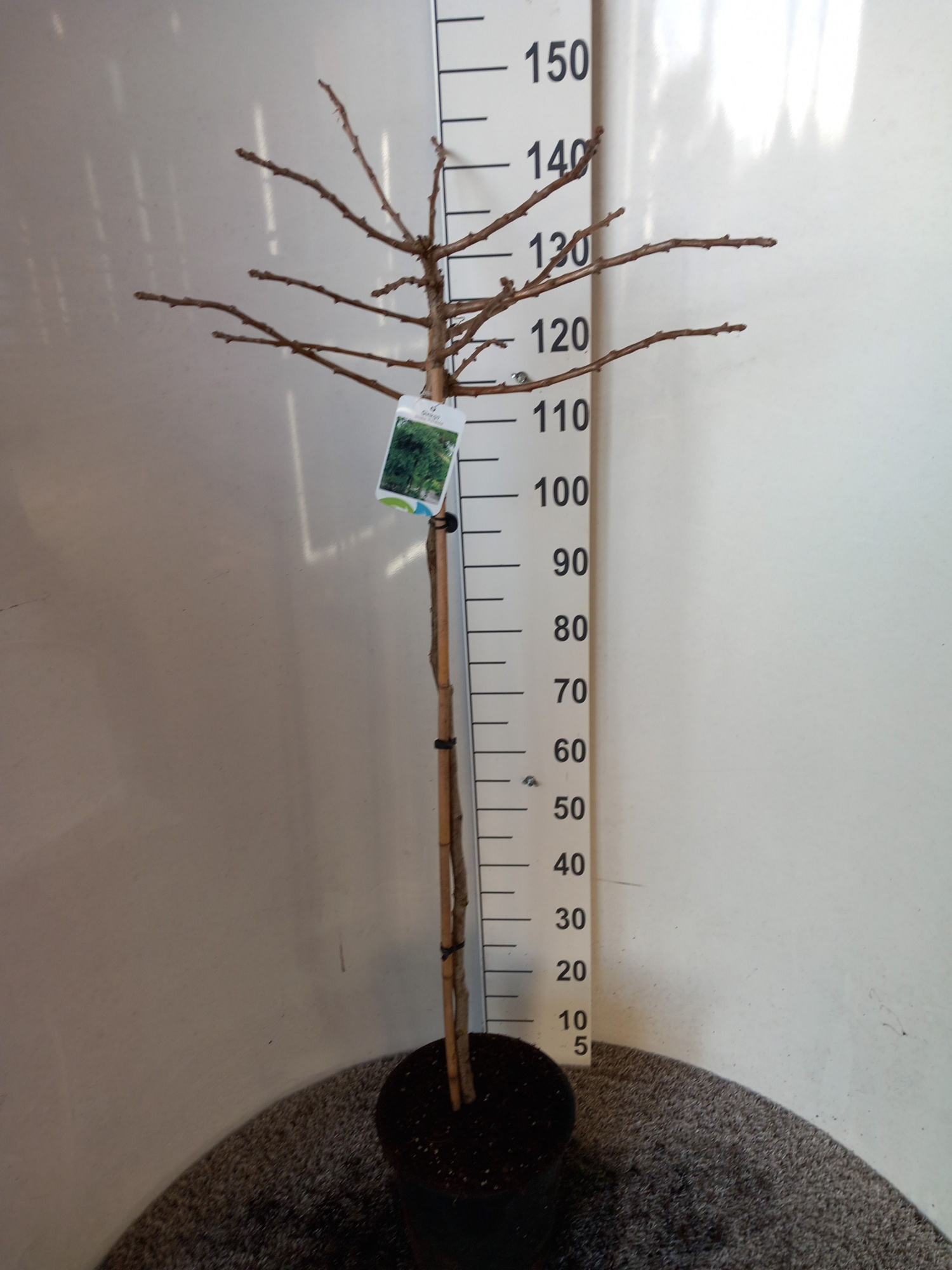 Ginkgo biloba Mariken 90 stam 30-40 kroon P28, D 28 cm