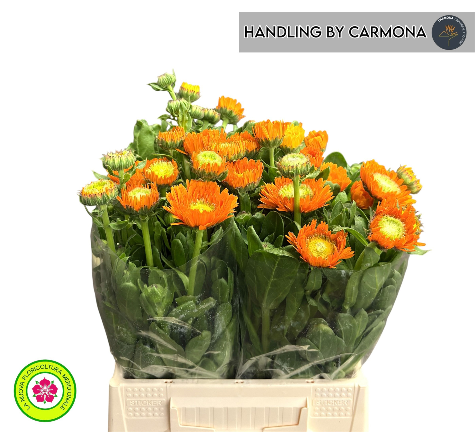 Календула Овериг 40, шт.