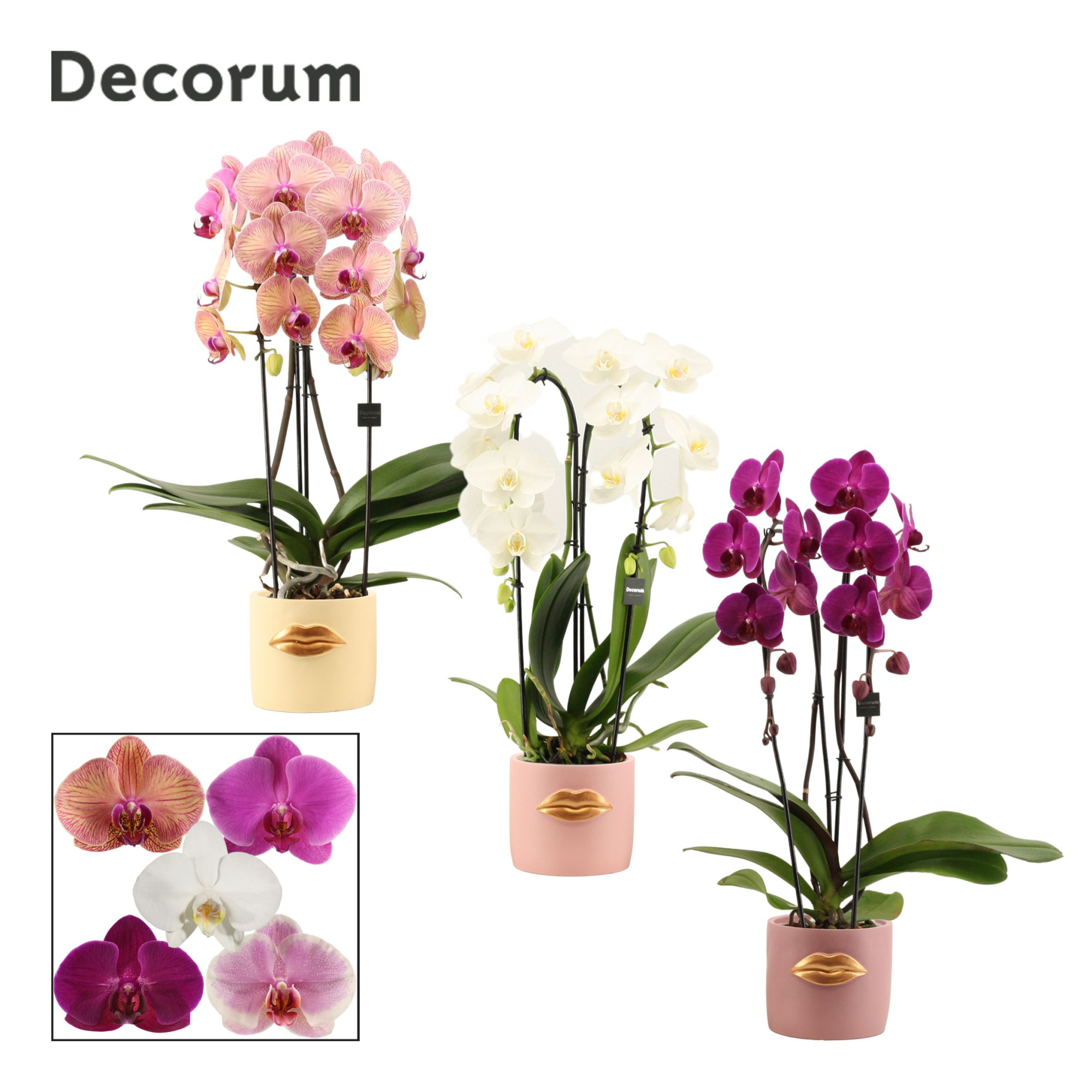 Phalaenopsis cascade 2 tak mix in Lovely (Luxury World-collectio, D 12